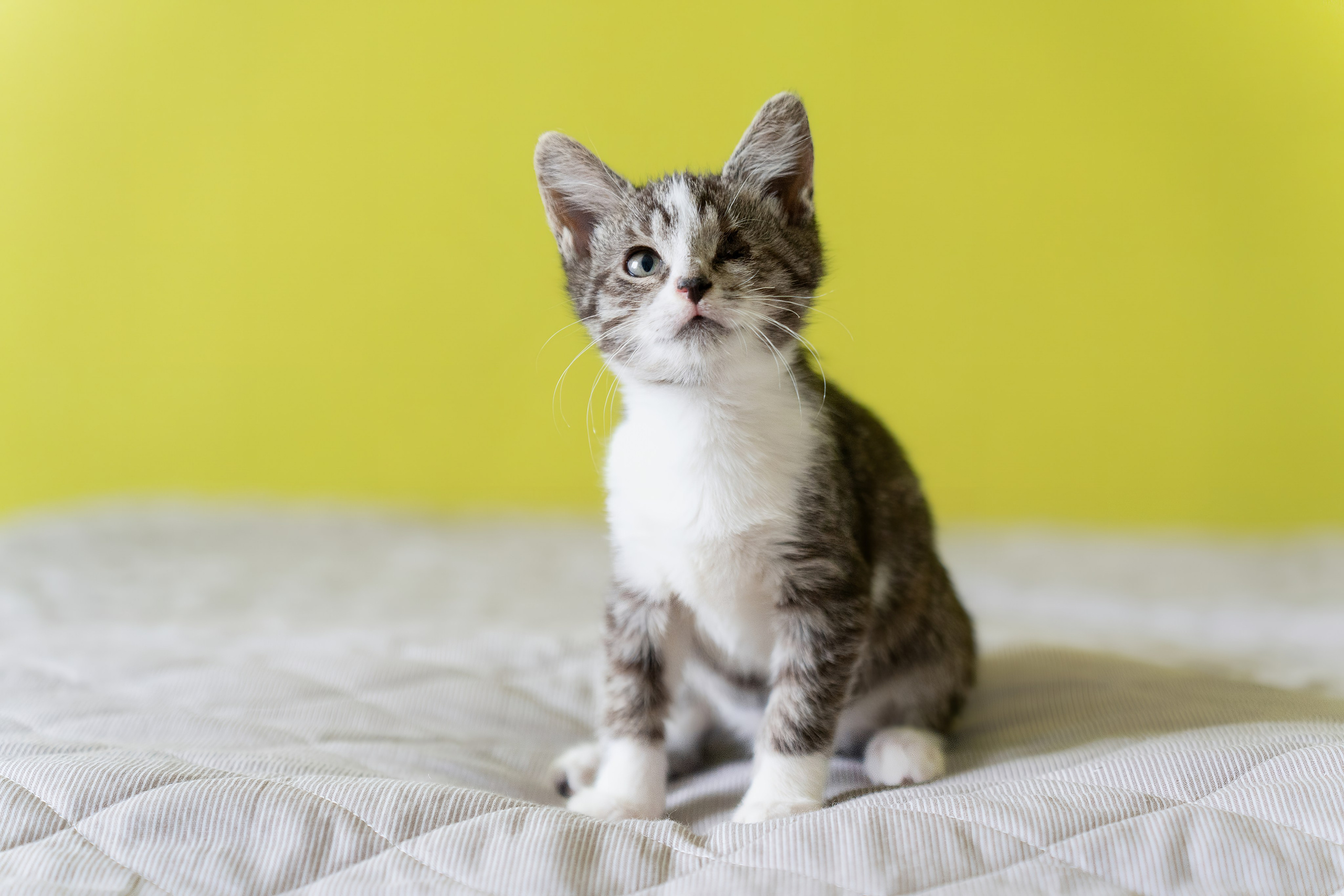 Благотворительная съёмка для котят в Москве. Портретный фотограф в Москве Фарид Леонов