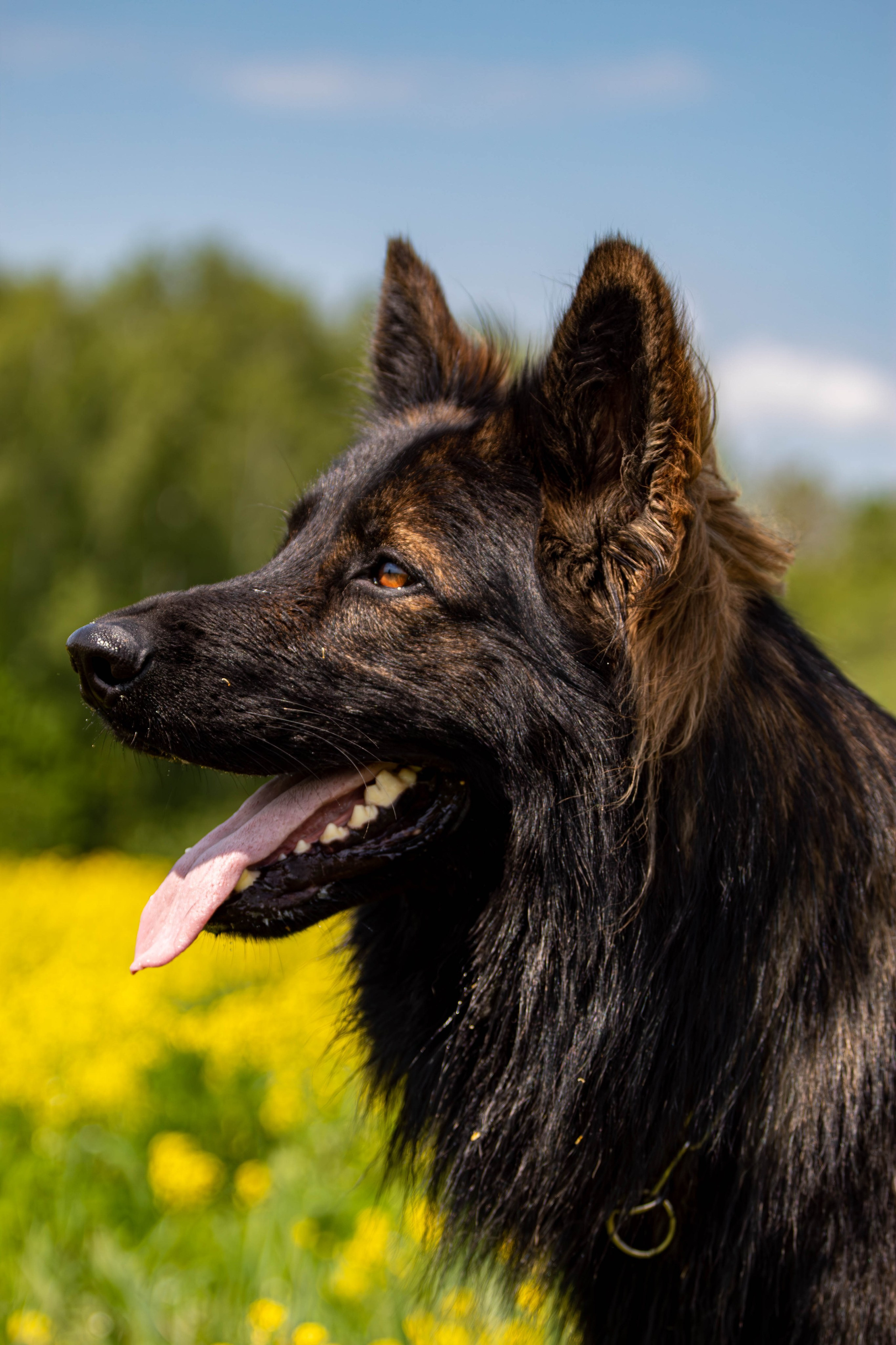 Фотосессия с животными. Фотограф анималист — Тула, Москва