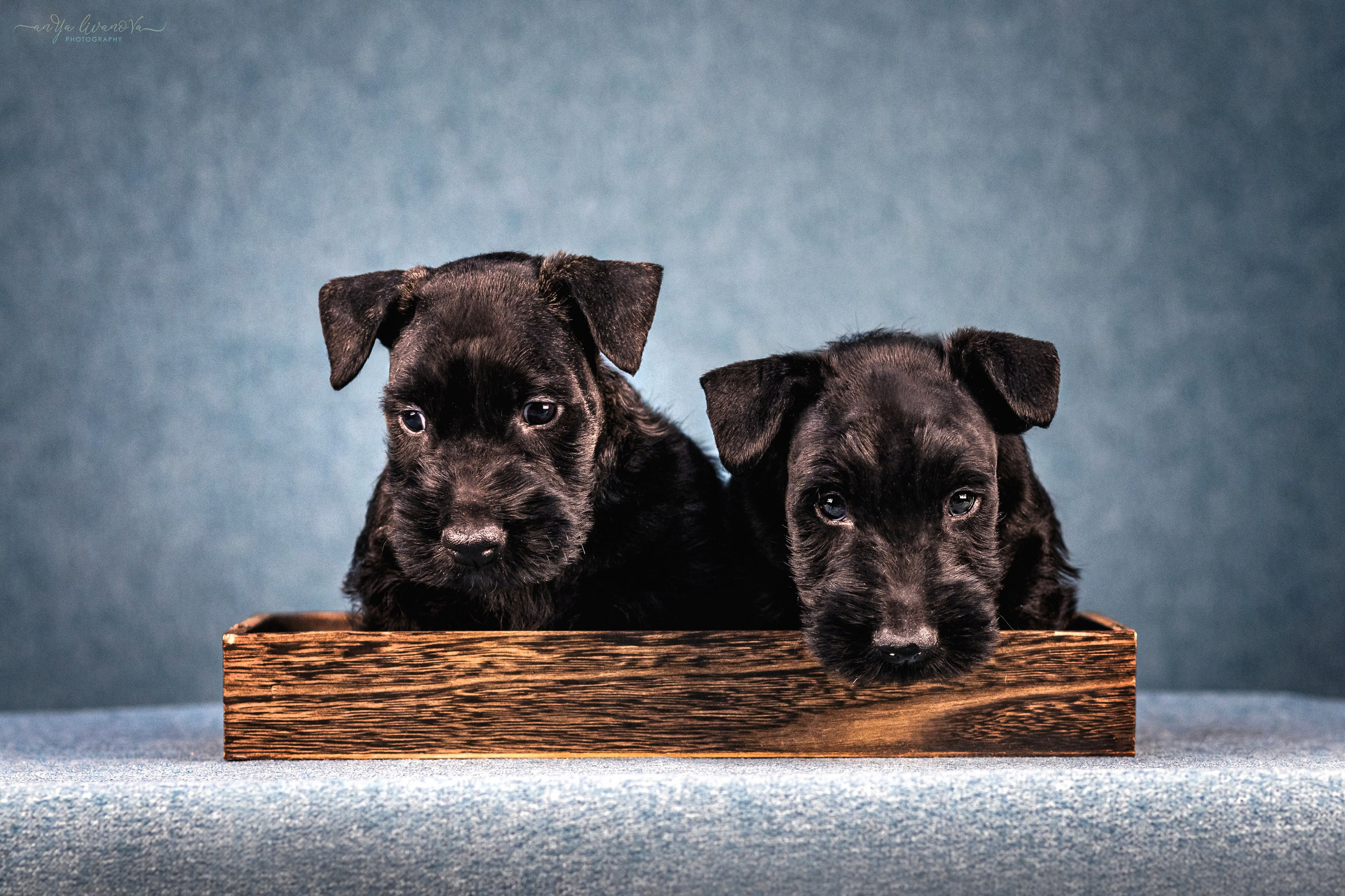 Скотти. Фотограф анималист Аня Ливанова | Рыбинск