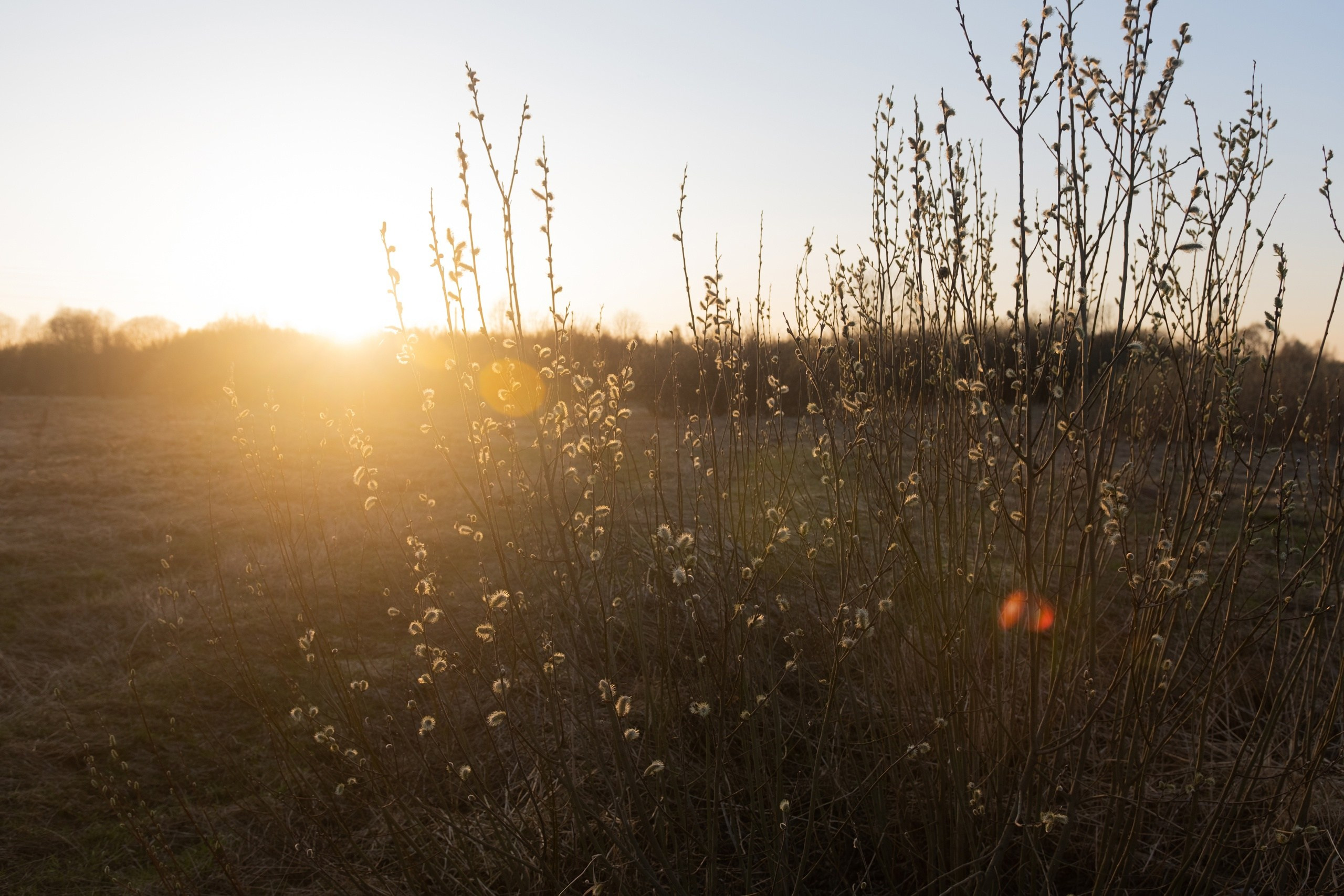 Село Васильевское. Фотограф в Москве Максим Скоробогатов