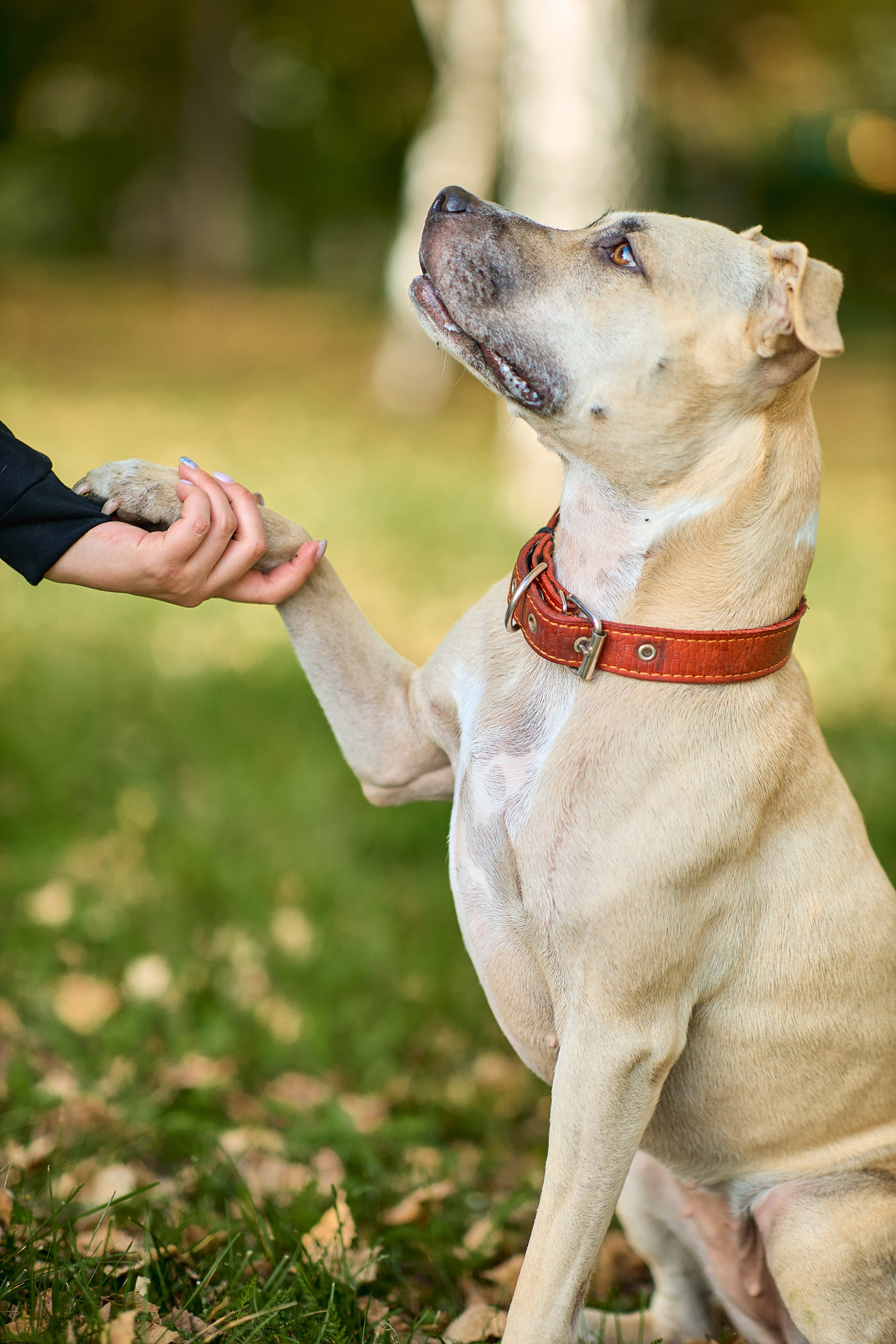 Умнейшая собака Зелла. Любовь Гальцова — свадебный, семейный, детский фотограф в городе Кемерово и Кемеровской области