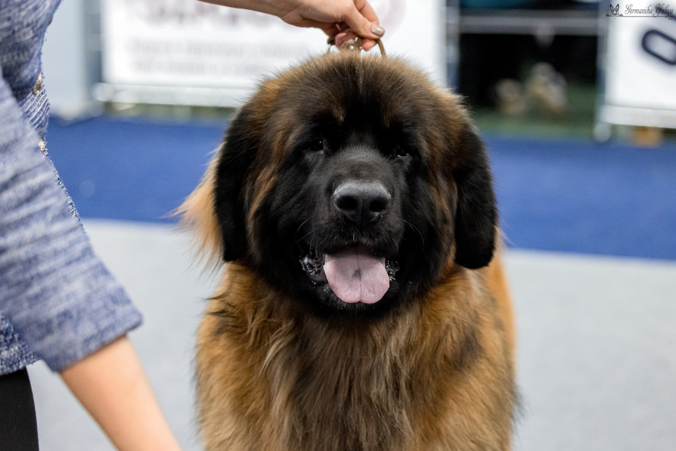 Сфера 29.10,Крокус 4.11,Сфера 12.11.2023. Фотограф-анималист Юлия Германика