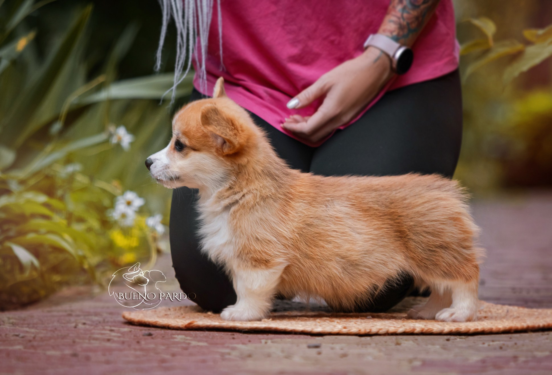 Щенки вельш корги пемброк из питомника. Питомник собак Акита, Хаски, Корги