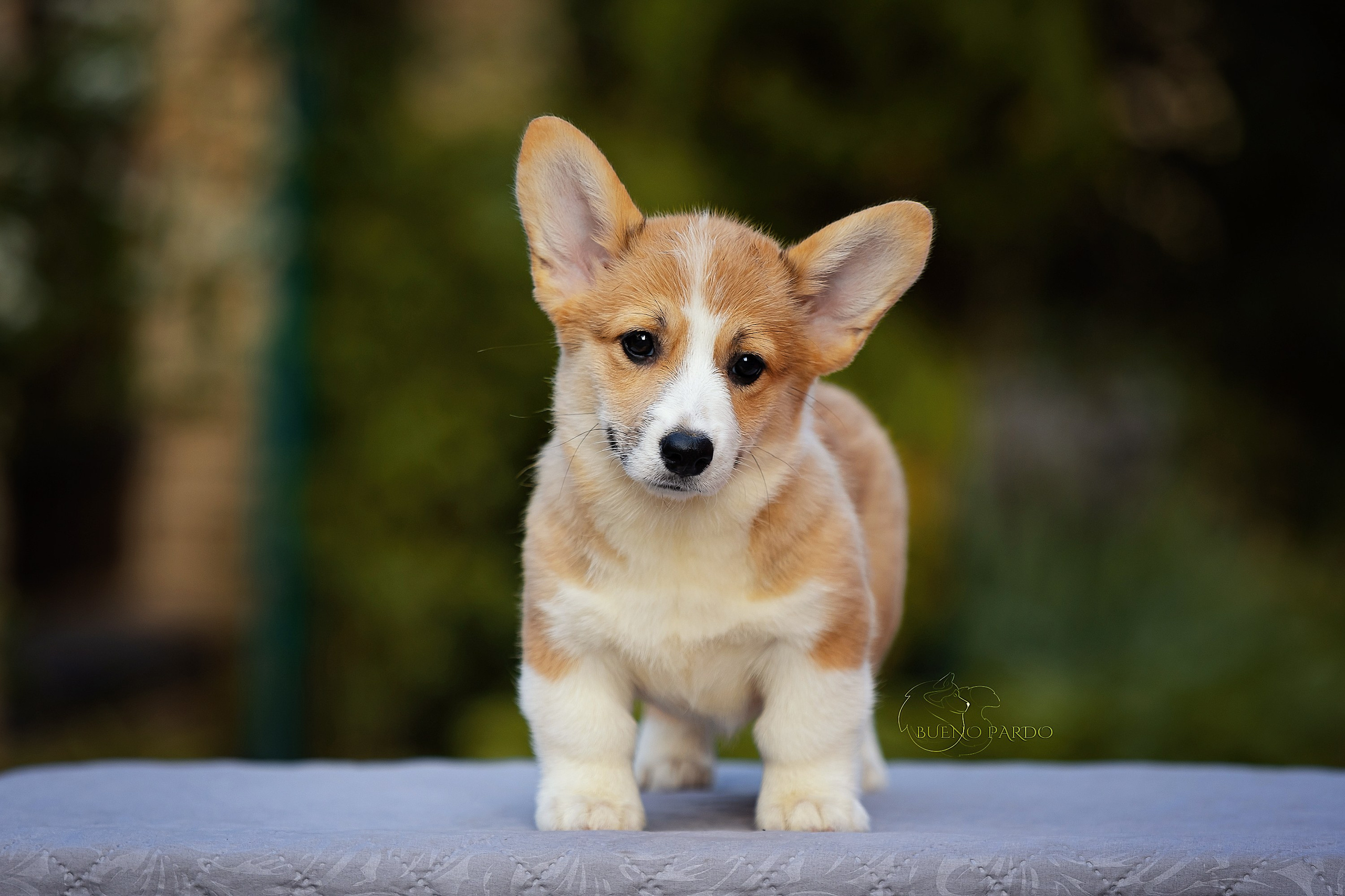 Щенки вельш корги пемброк из питомника. Питомник собак Акита, Хаски, Корги