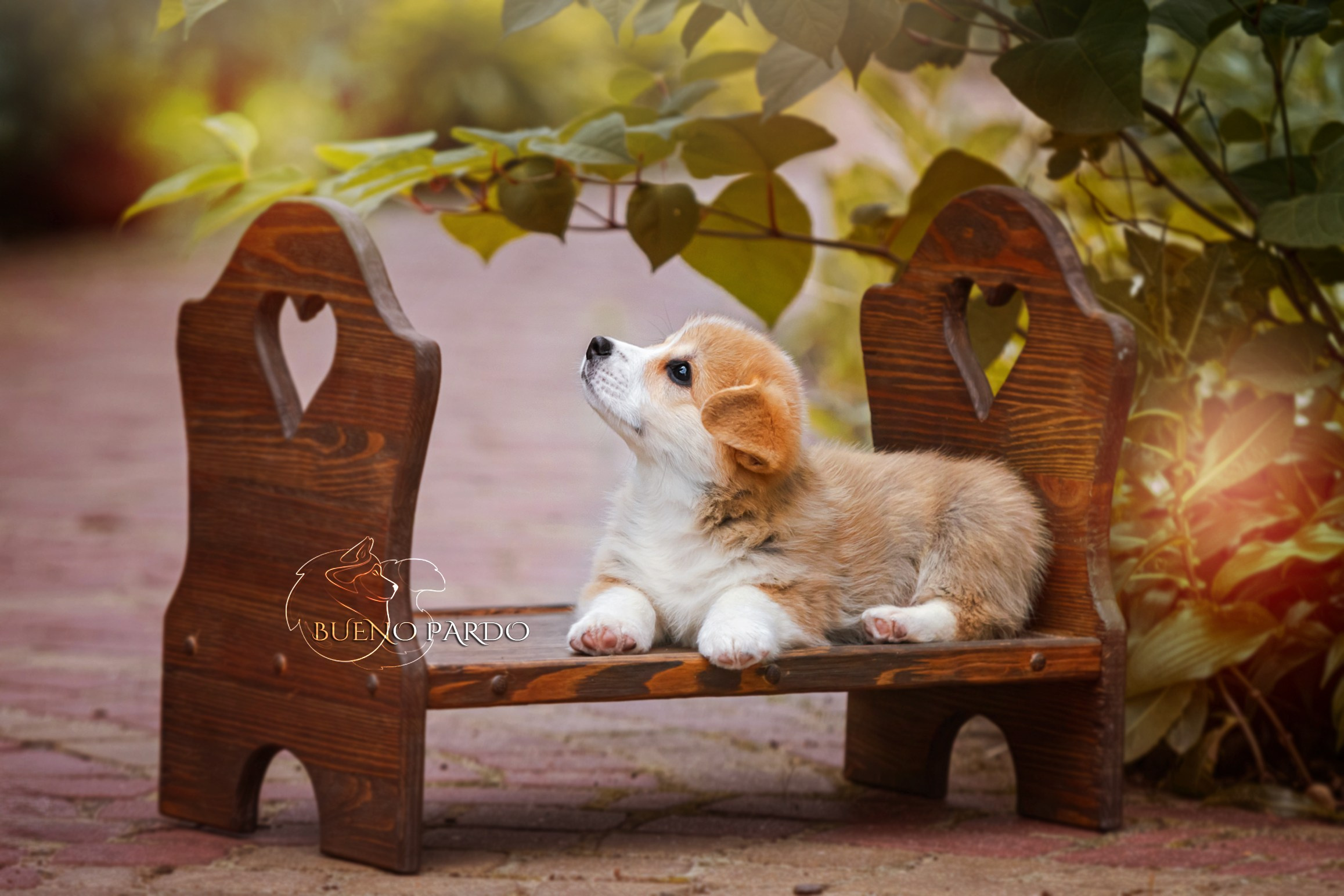 Щенки вельш корги пемброк из питомника. Питомник собак Акита, Хаски, Корги