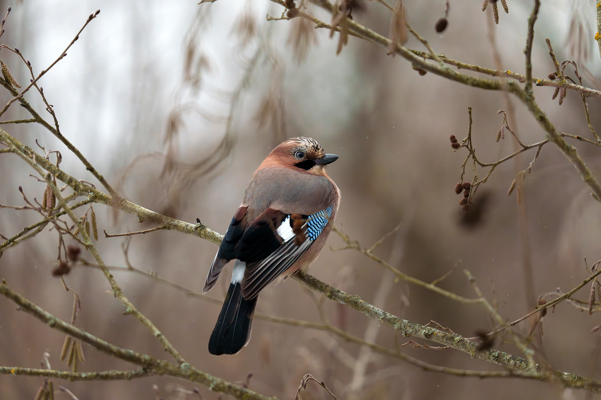 Удивительные мир птиц. Вокруг нас столько прекрасного — присмотритесь!. Ваш личный фотограф Марина Волкова
