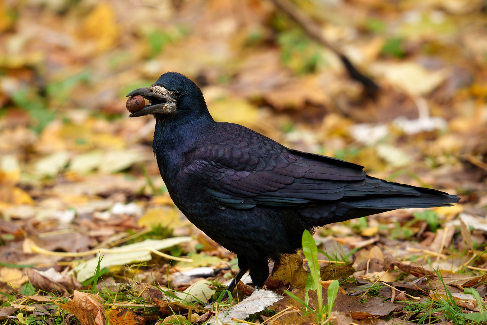 Удивительные мир птиц. Вокруг нас столько прекрасного — присмотритесь!. Ваш личный фотограф Марина Волкова