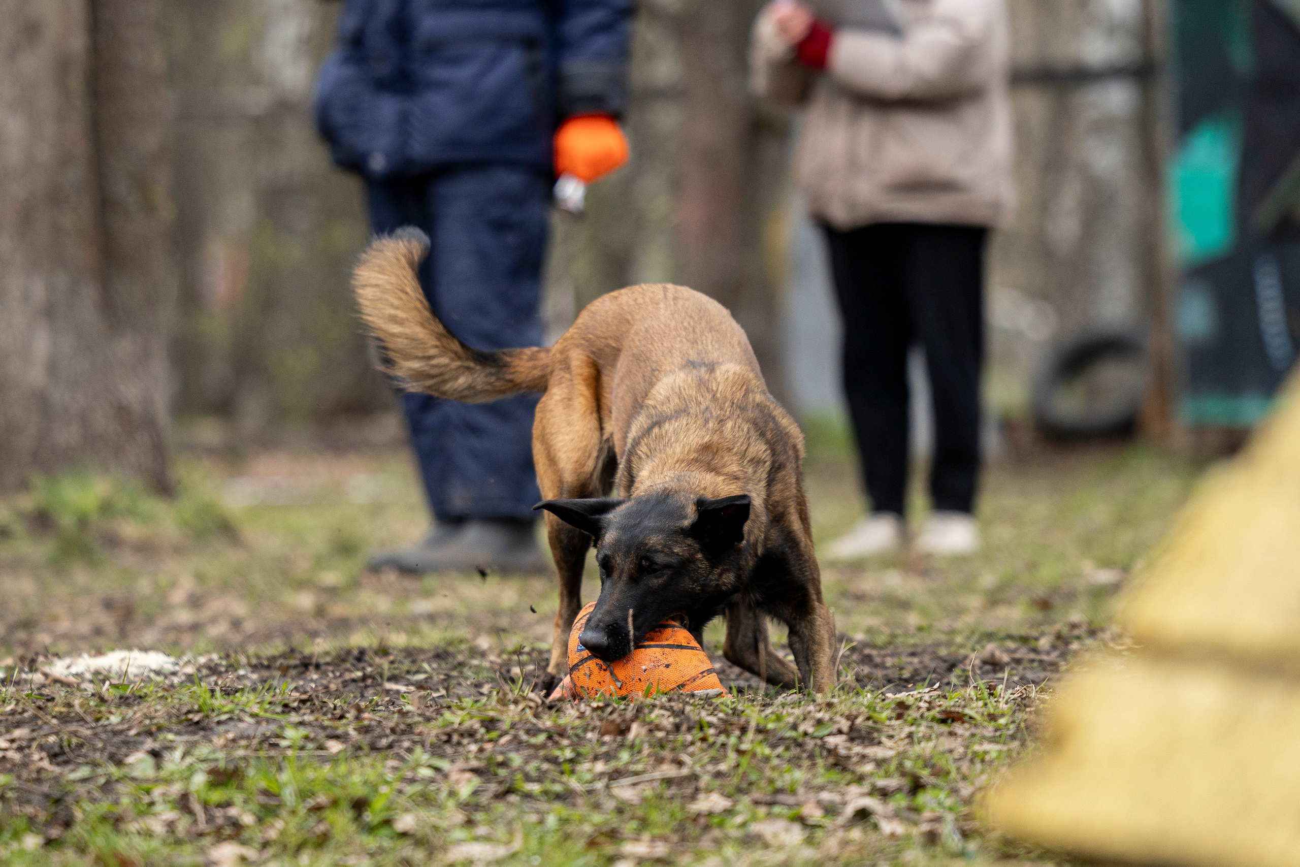 Квалификационные состязания по мондьорингу г. Вологда 11.05.24. Фотограф-анималист Анна Маринич
