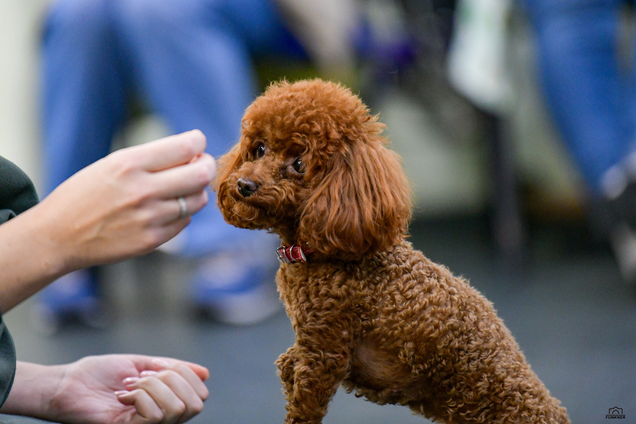 Кинологический клуб «Бодрый хвост». Свой взгляд через объектив