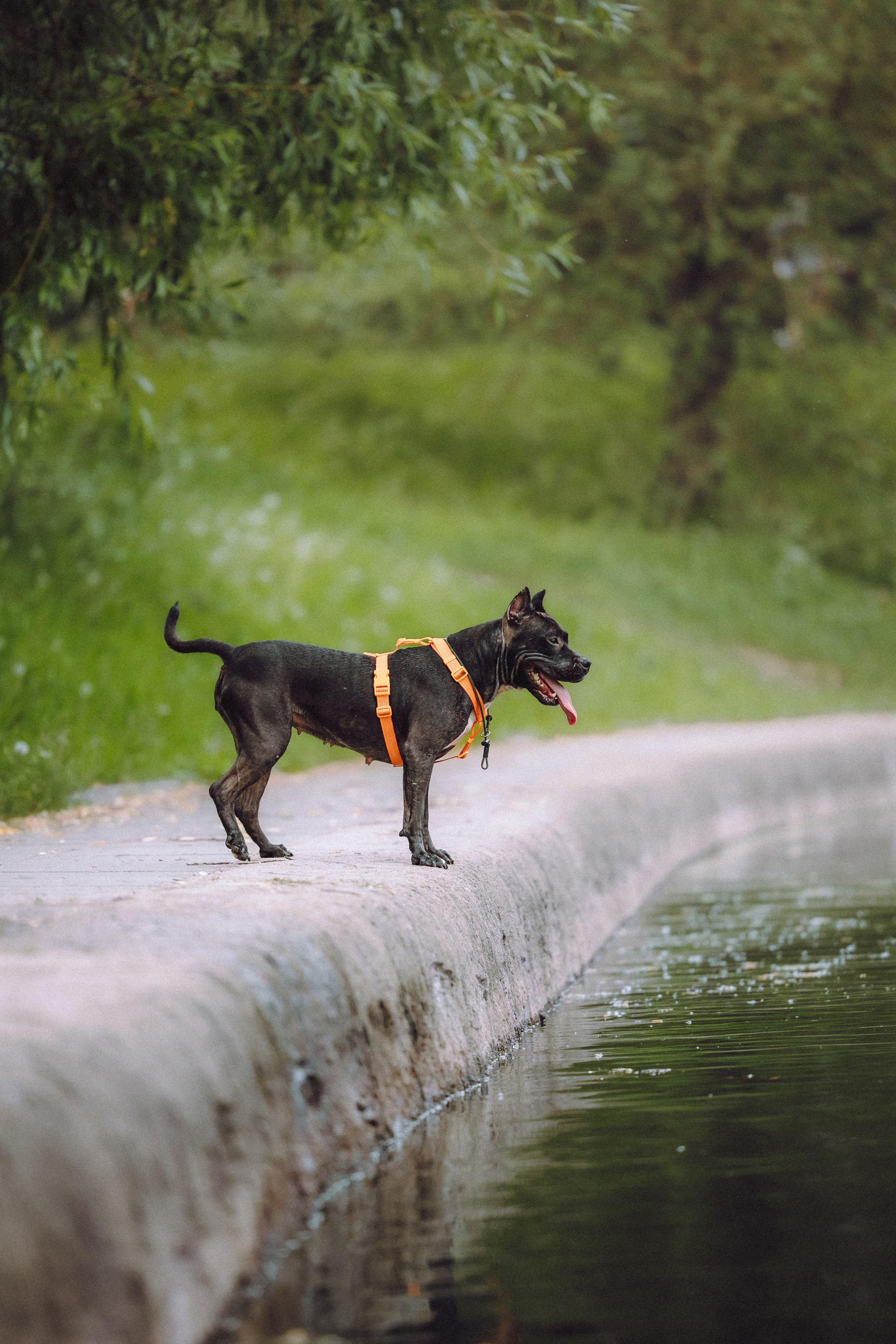 Паша, Хайди и Тея