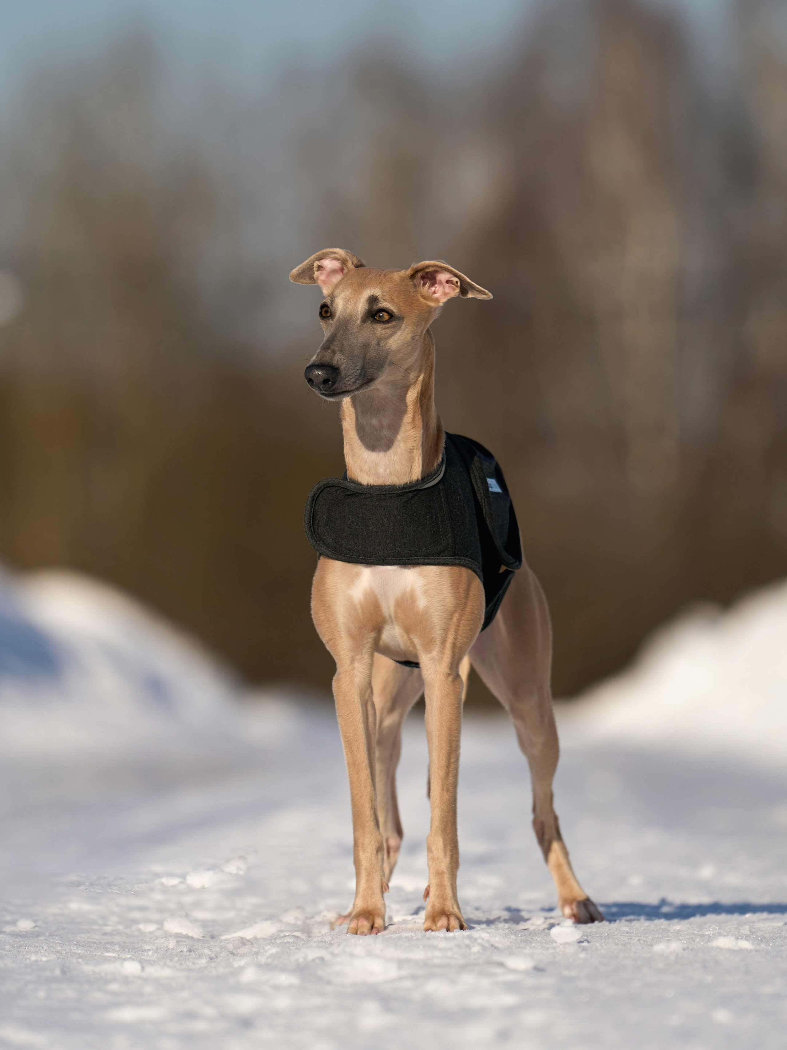 Фотосессии. Фотограф-анималист Михаил Манухин