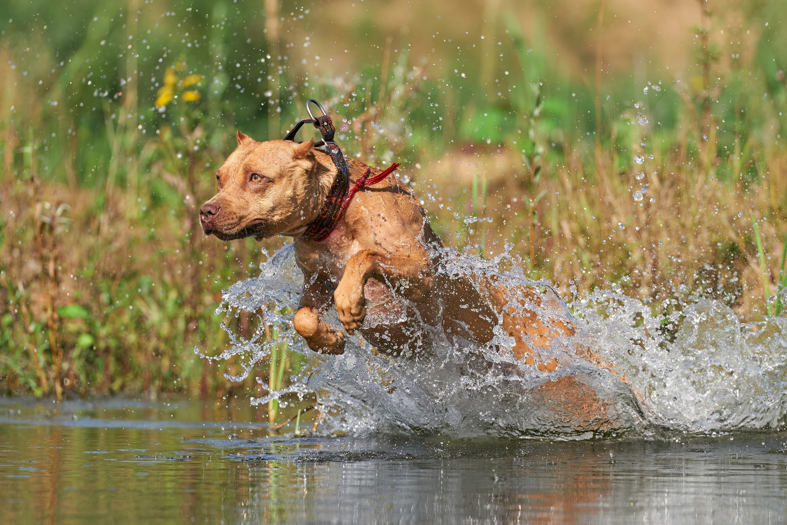 Фотосессии. Фотограф-анималист Михаил Манухин