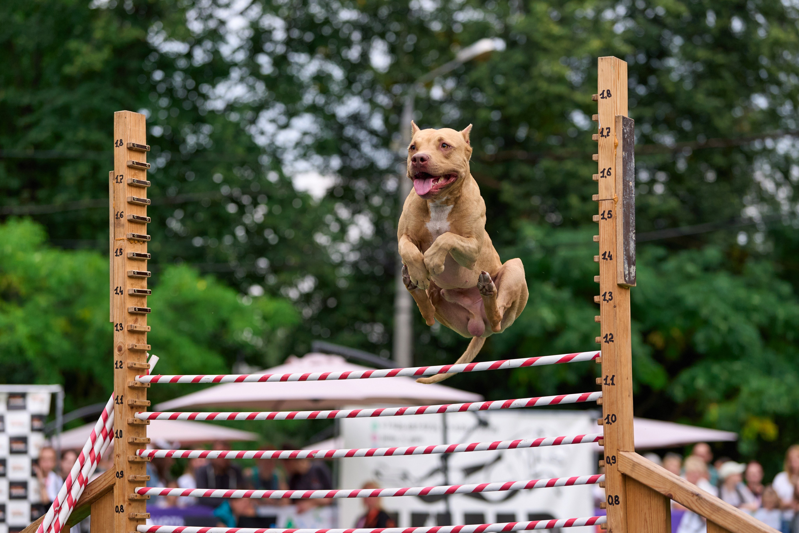 4 лапы Фест. Многоборье. Фотограф-анималист Михаил Манухин