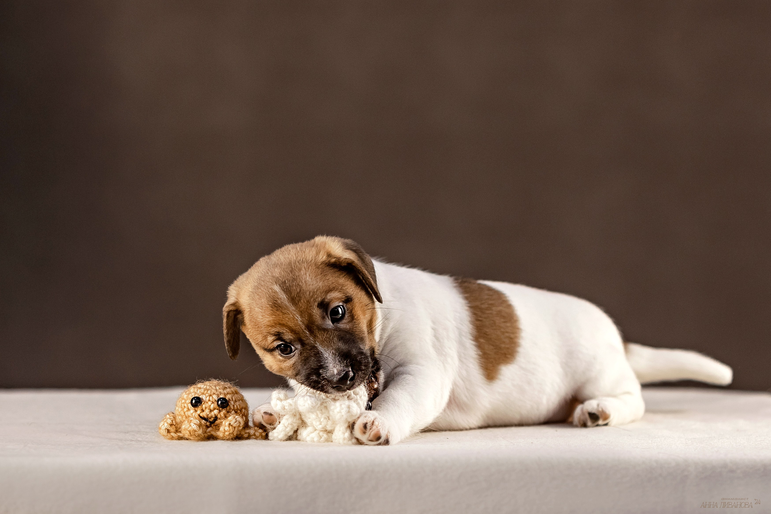 Джек расселы. Фотограф анималист Аня Ливанова | Рыбинск