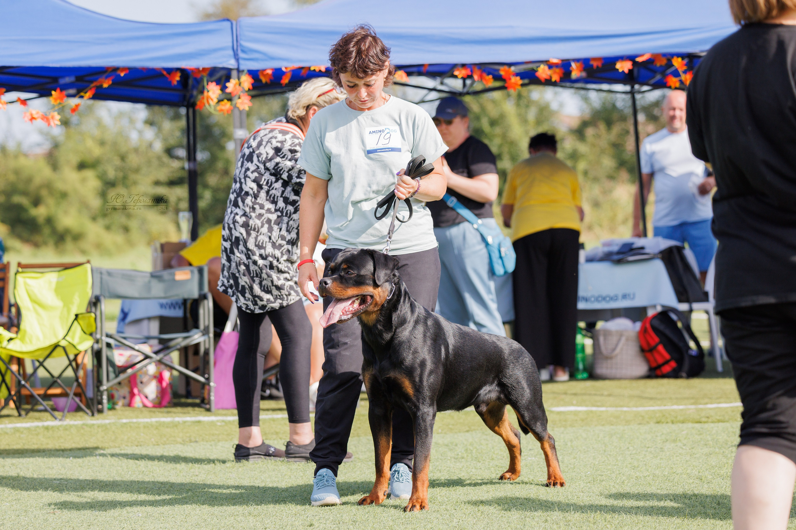 Анапа ротвейлеры 14-15.09.2024. Фотограф-анималист Юлия Германика