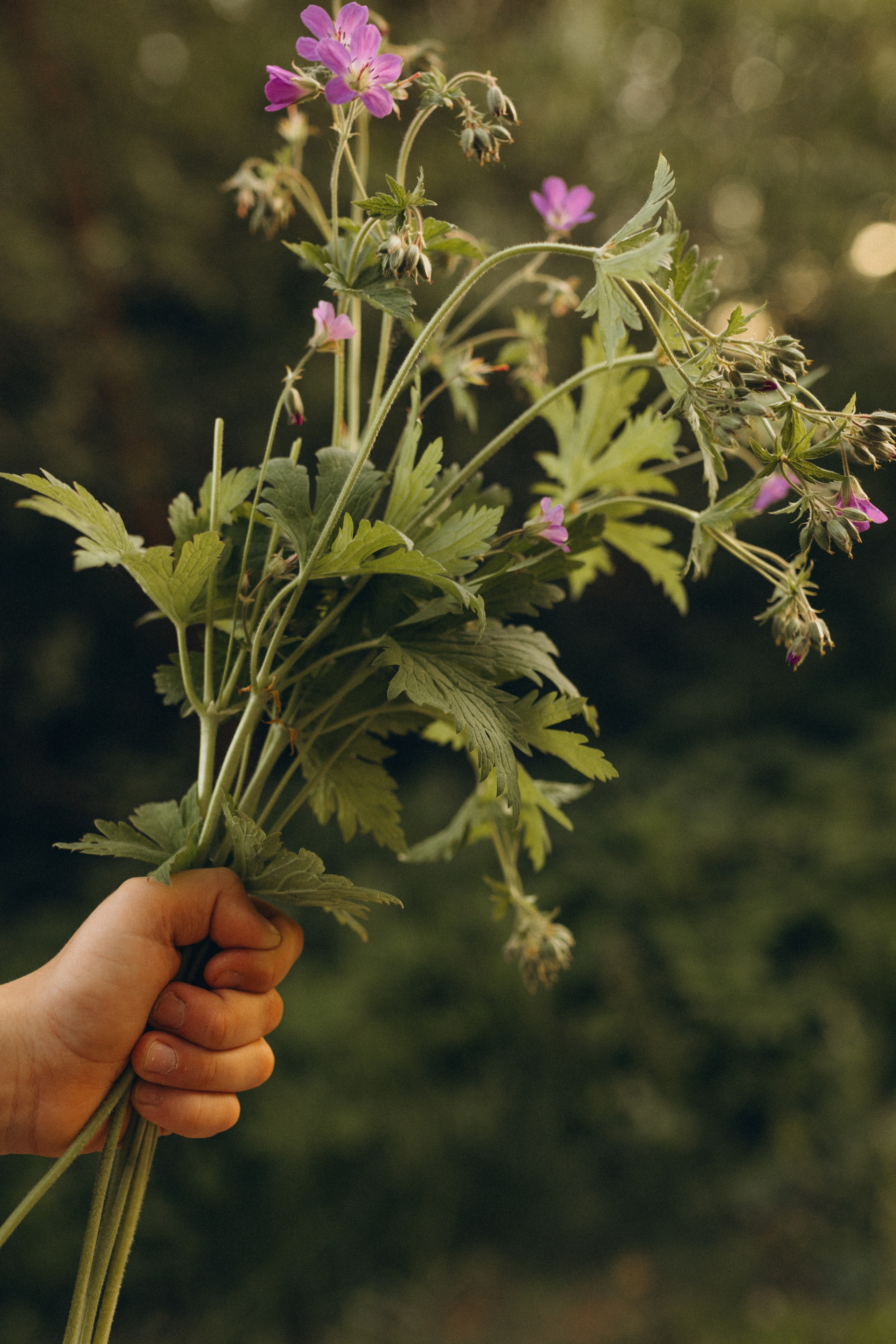 История одного букета. Семейный фотограф в Москве Жукова Анна