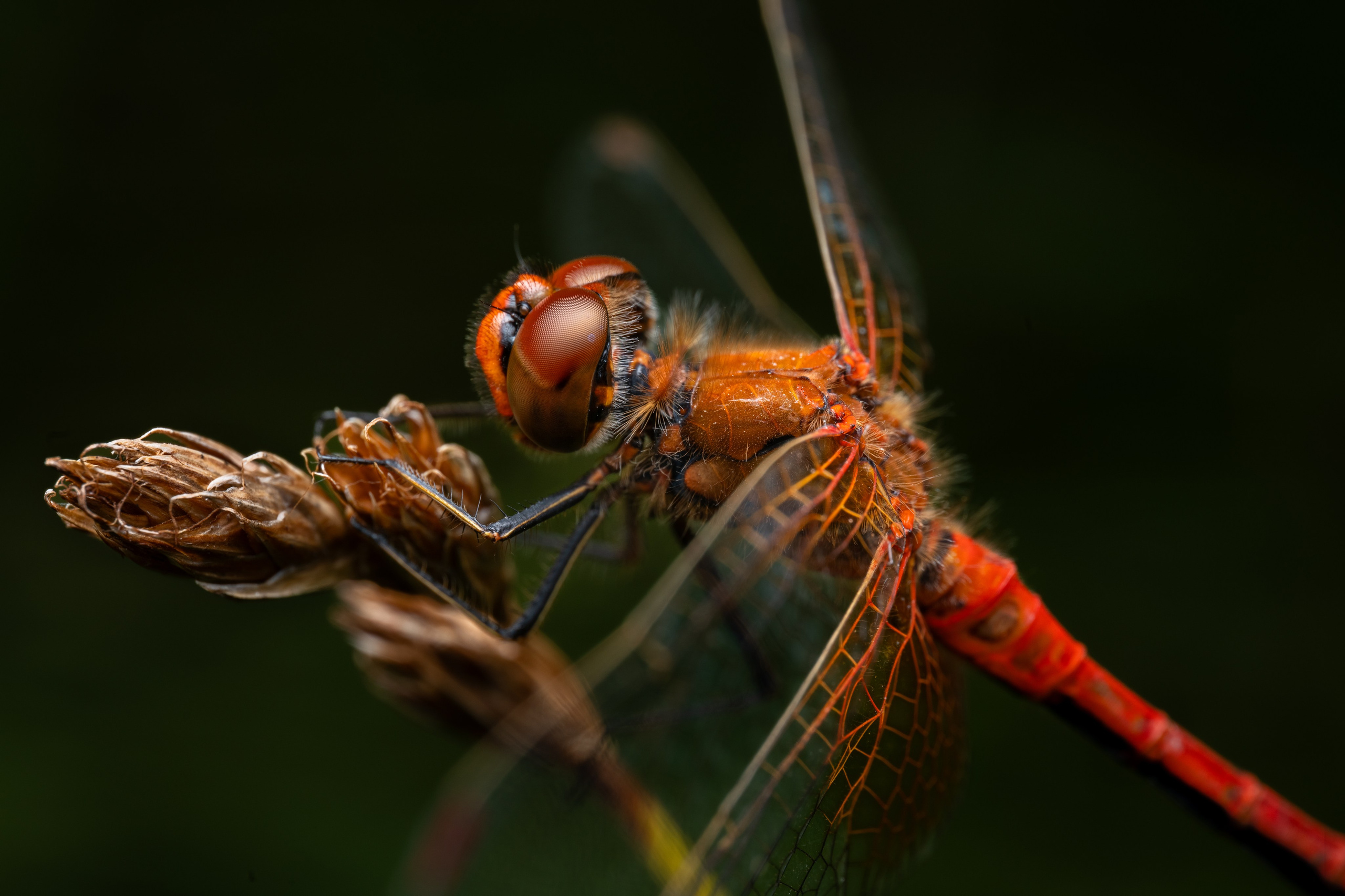 Стрекоза кровавая