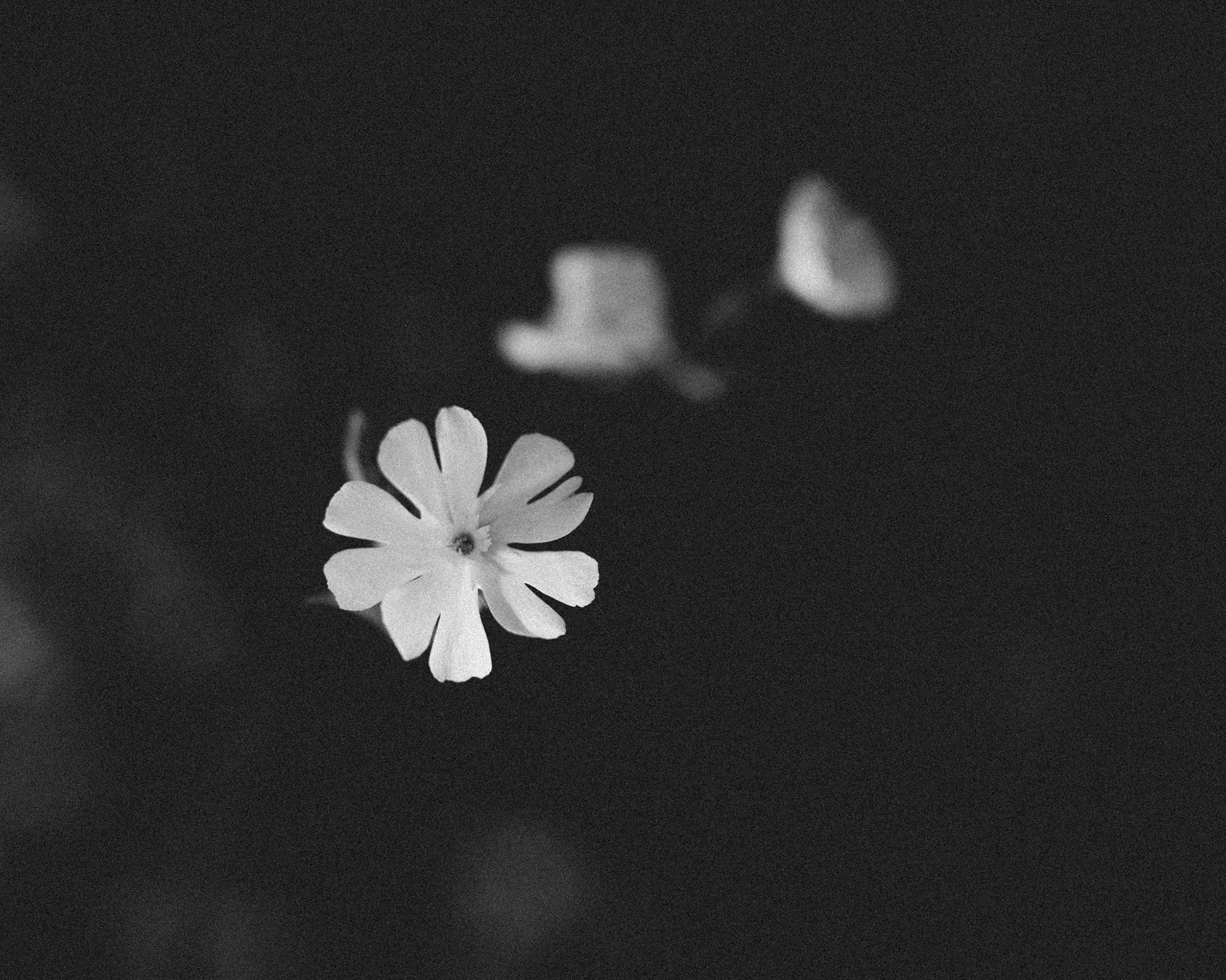 В лесу. Фотограф Владимир Орлов