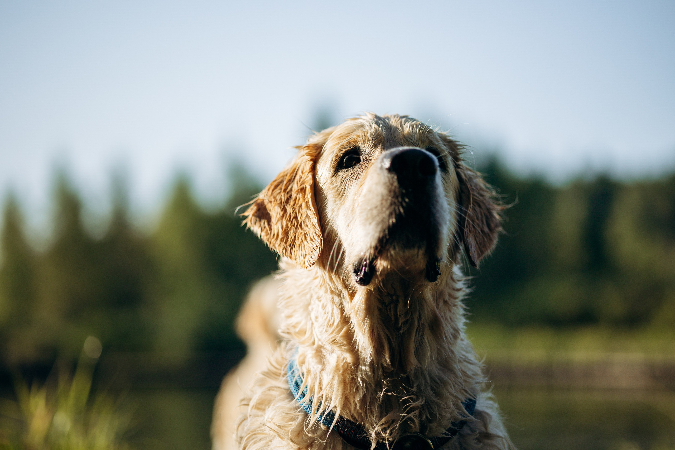 Ирина и ее золотинки. Фотограф — Анималист | Санкт-Петербург
