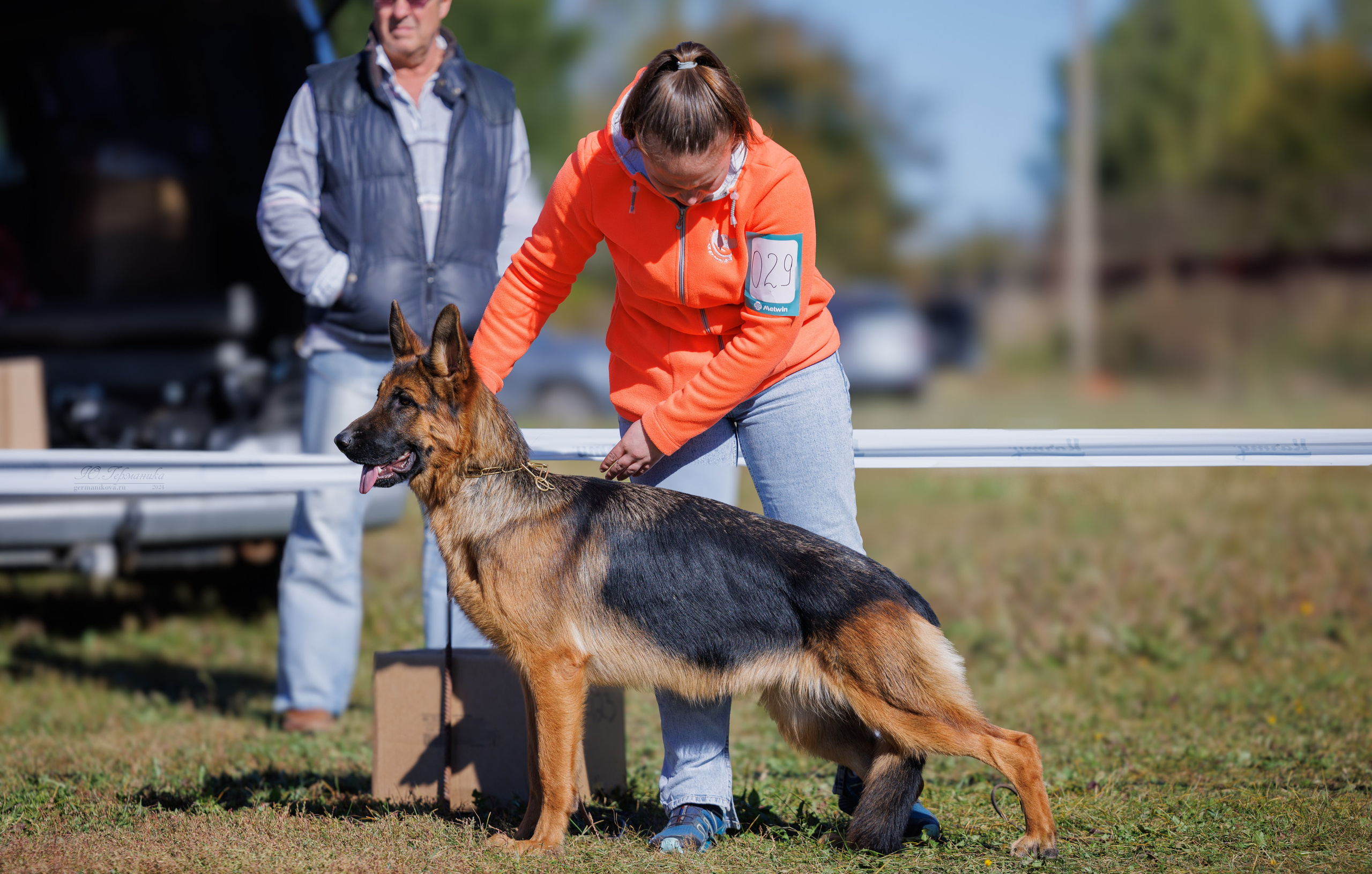 Тверь немецкие овчарки 22.09.2024. Фотограф-анималист Юлия Германика