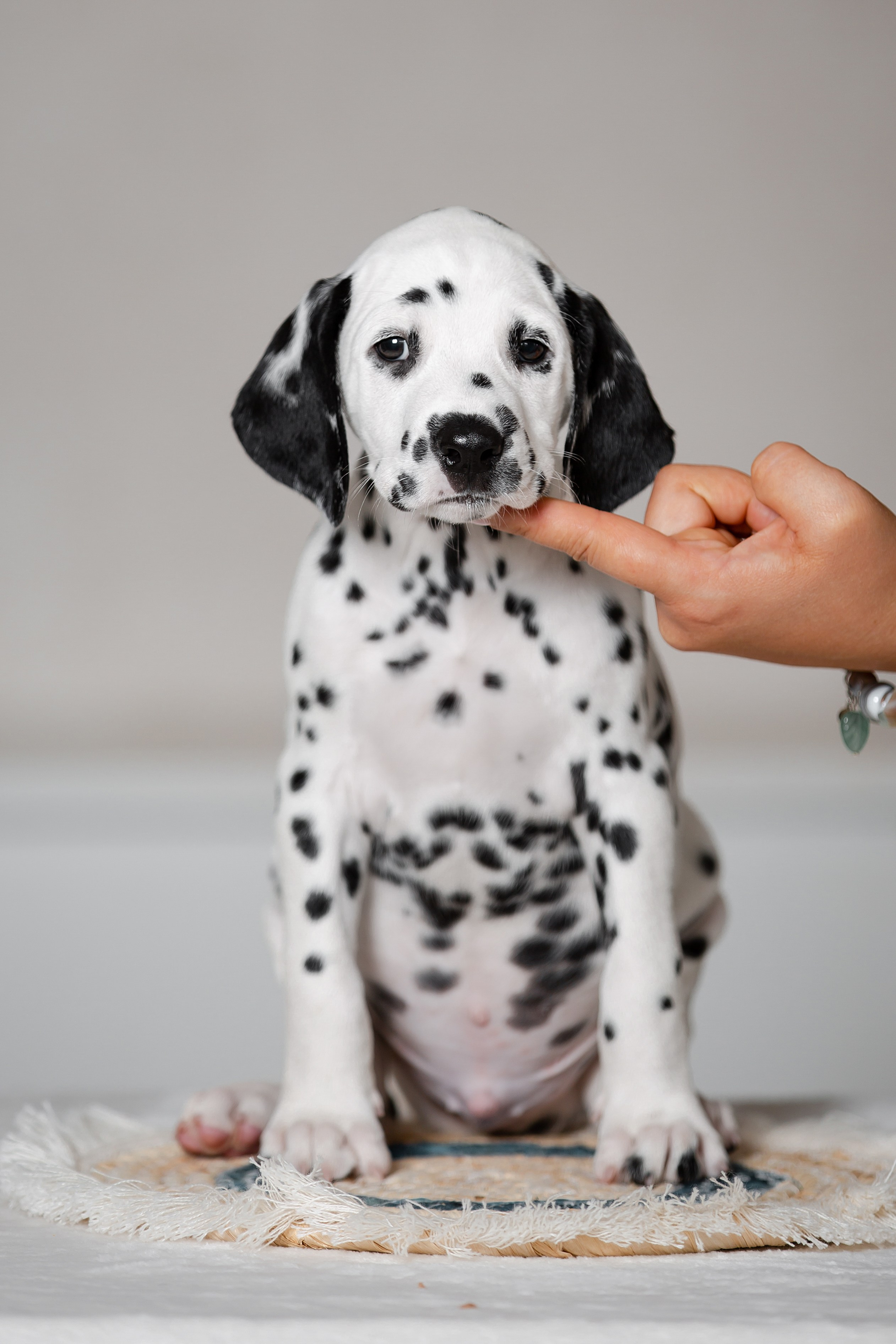Щенки далматина в Краснодаре. Фотограф-анималист в Краснодаре Маша Мельникова