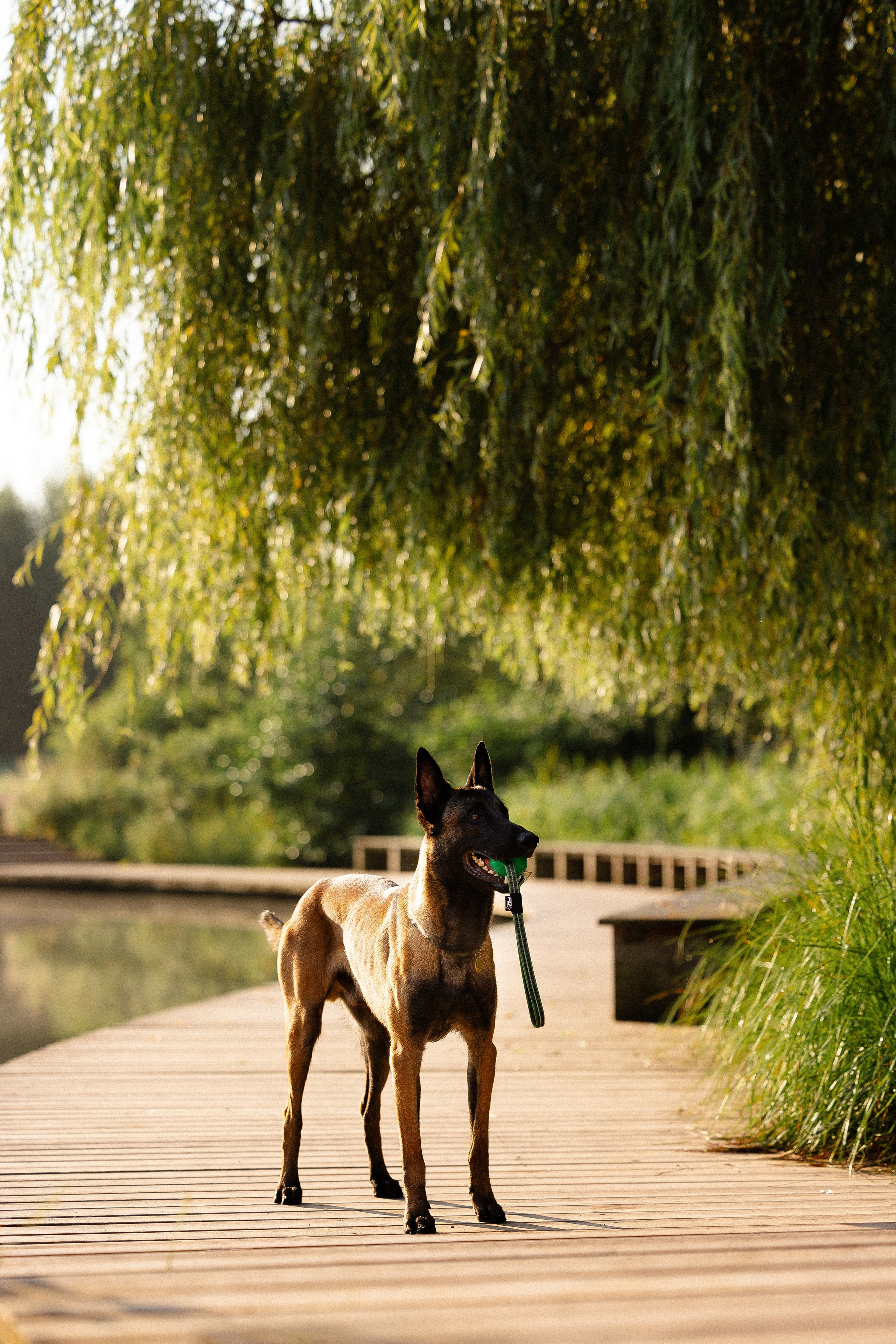 Галина и Кодекс. Фотограф и видеограф анималист Аганина Дарья