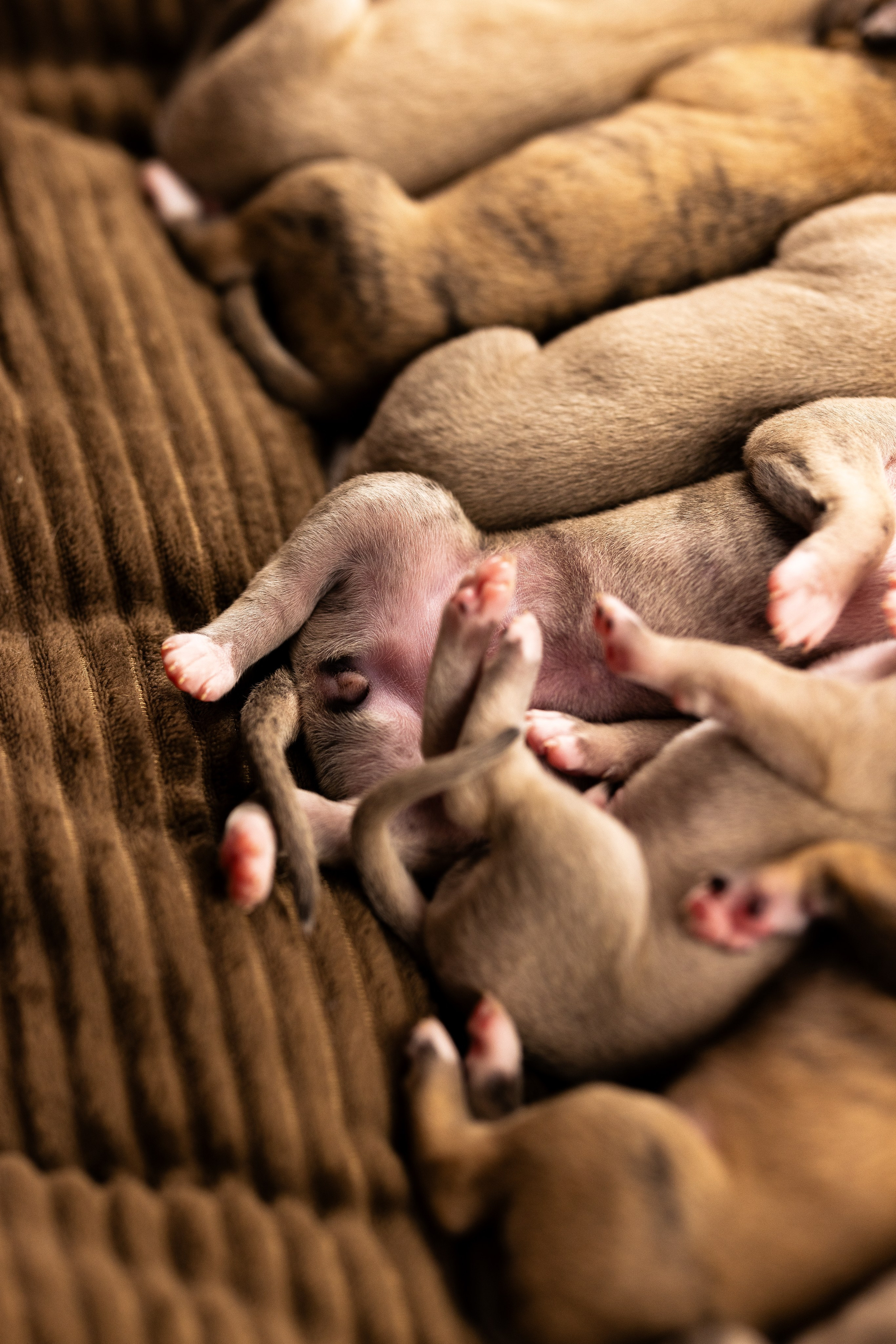 Уиппет. Фотограф и видеограф анималист Аганина Дарья