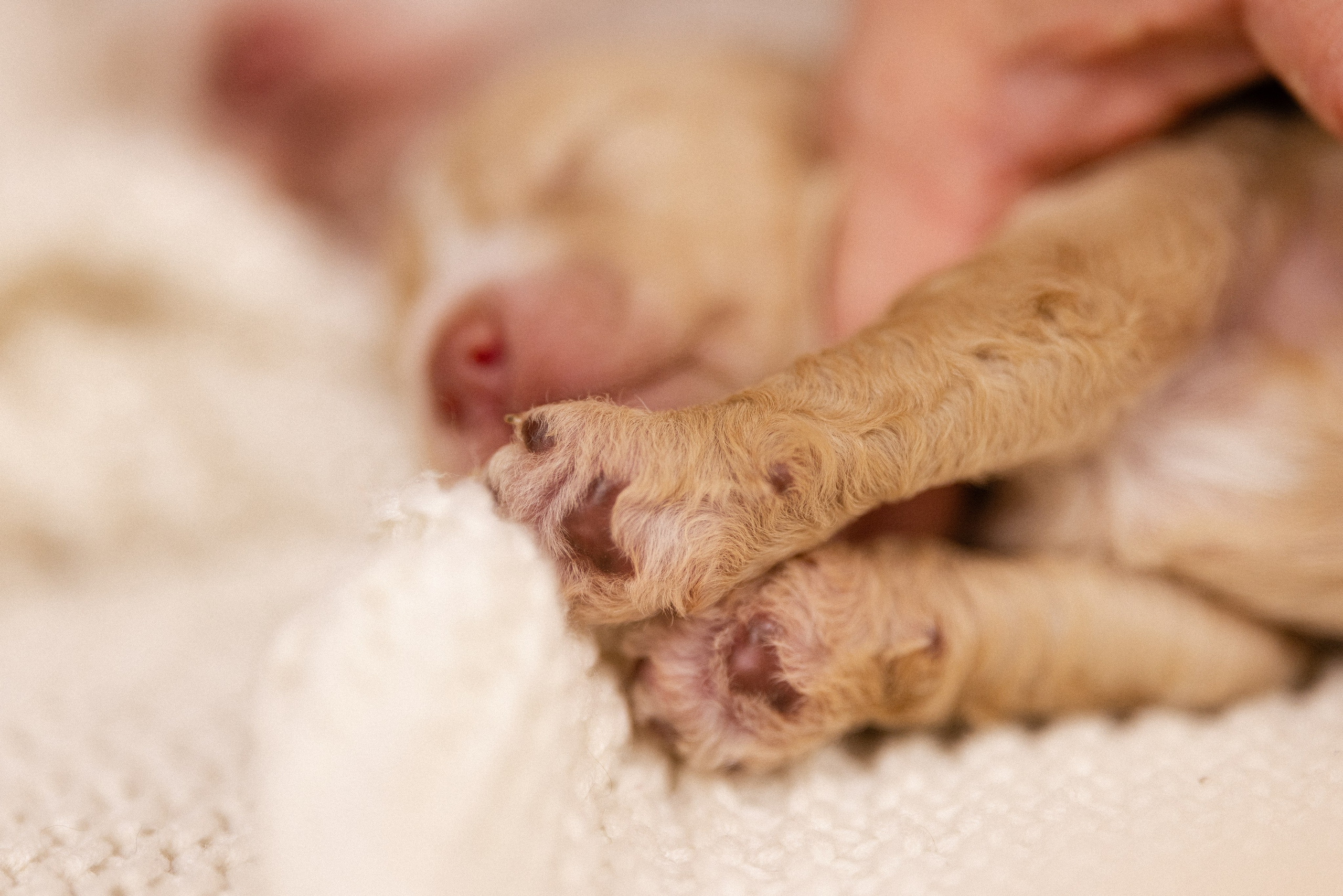 Лаготто Романьоло. Фотограф и видеограф анималист Аганина Дарья