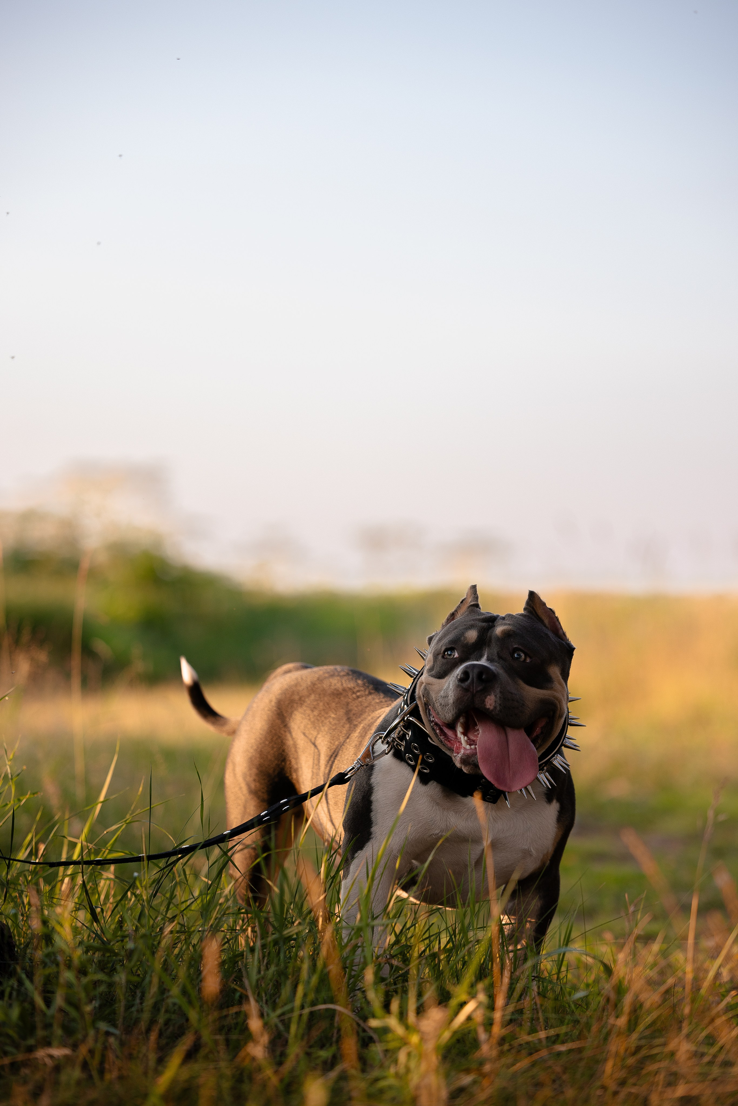 Валерия и Наган. Фотограф и видеограф анималист Аганина Дарья
