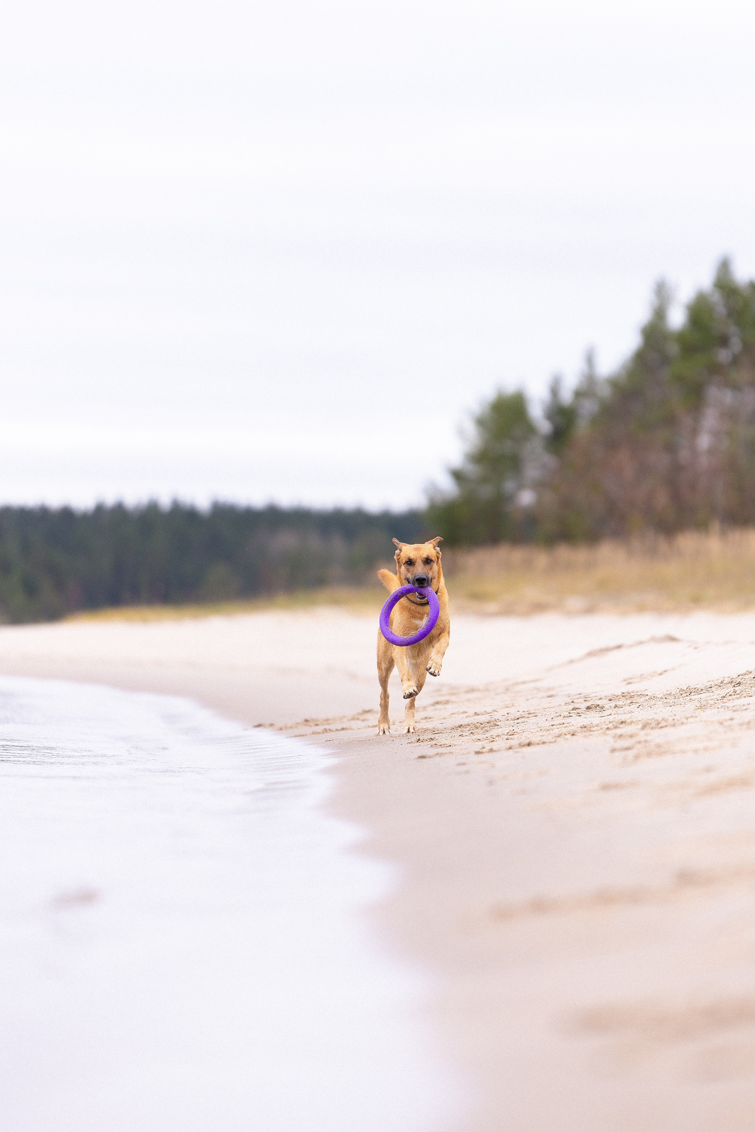 Karelia. Фотограф и видеограф анималист Аганина Дарья
