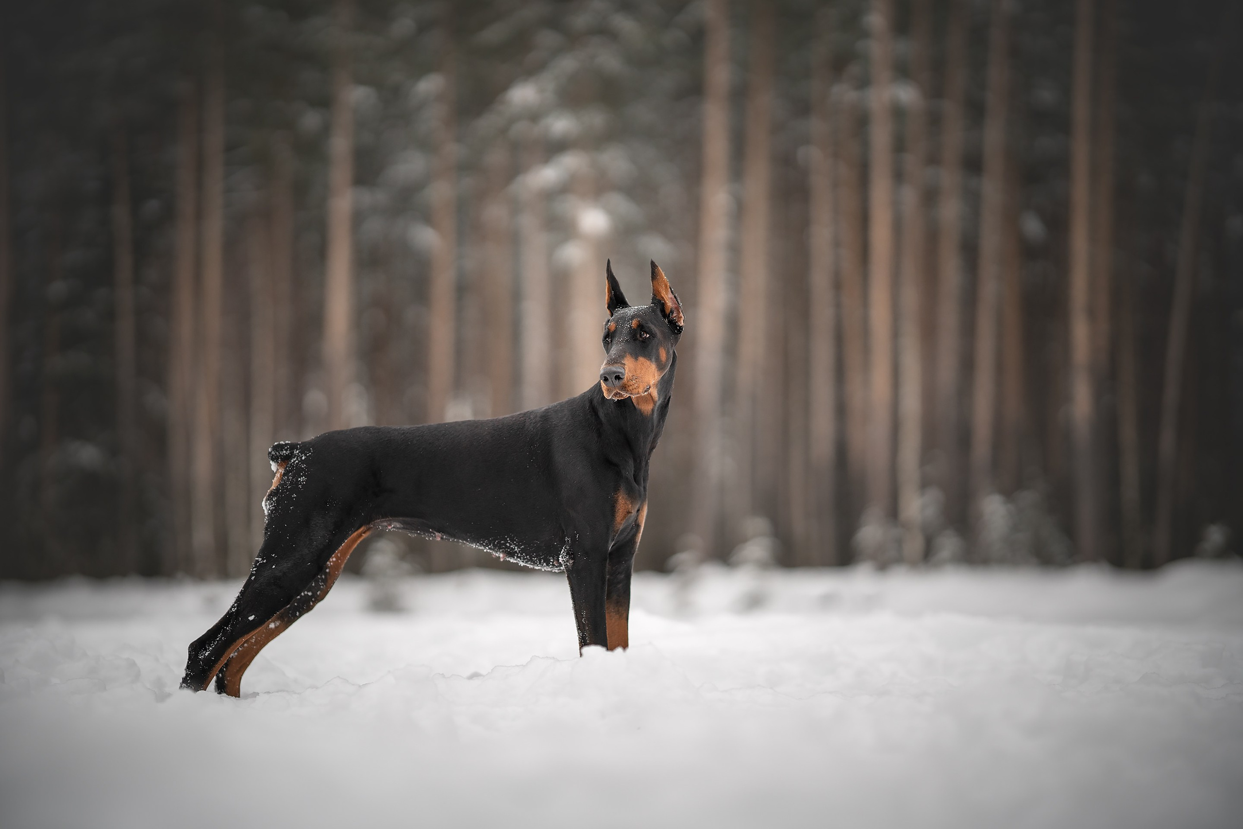 Челси. Фотограф анималист Осипчикова Мария