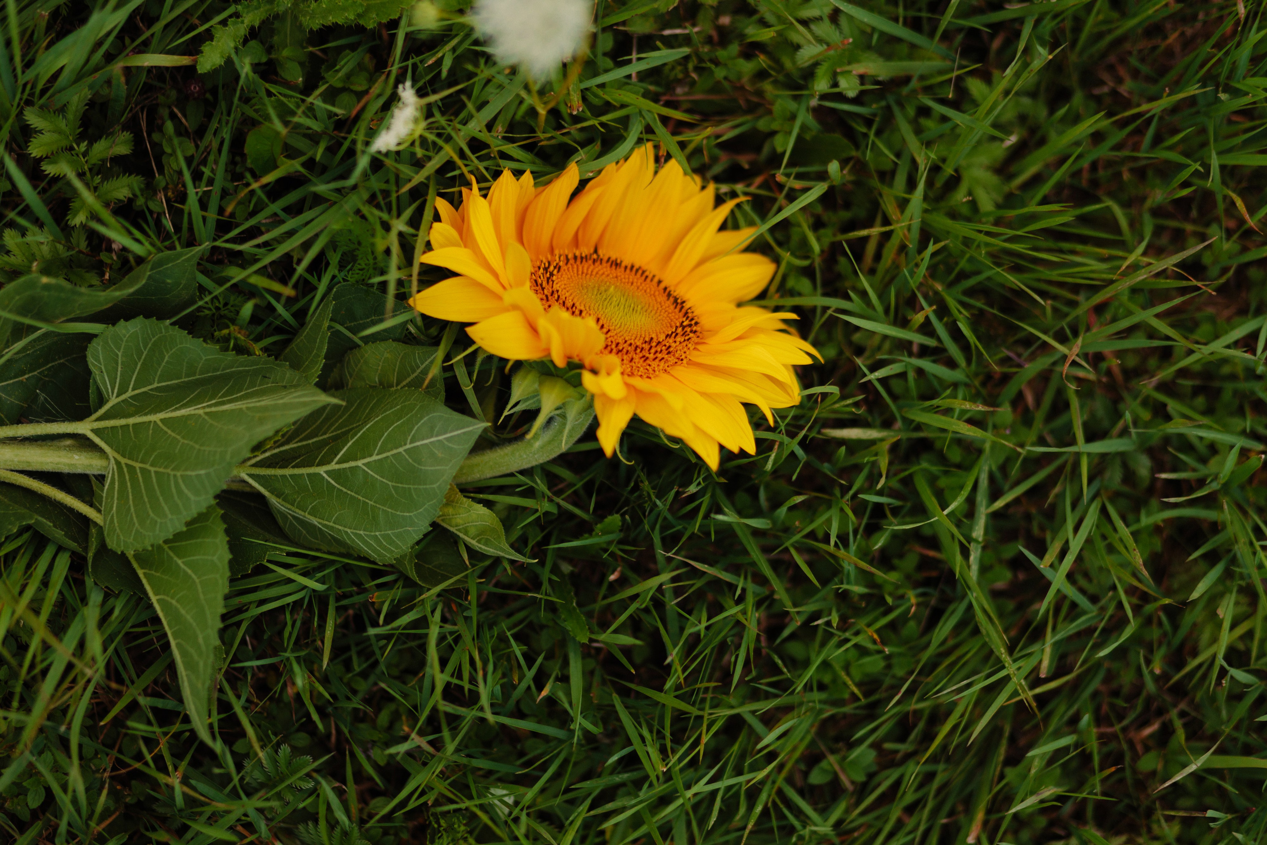 Подсолнухи. Dima Lemeshevsky