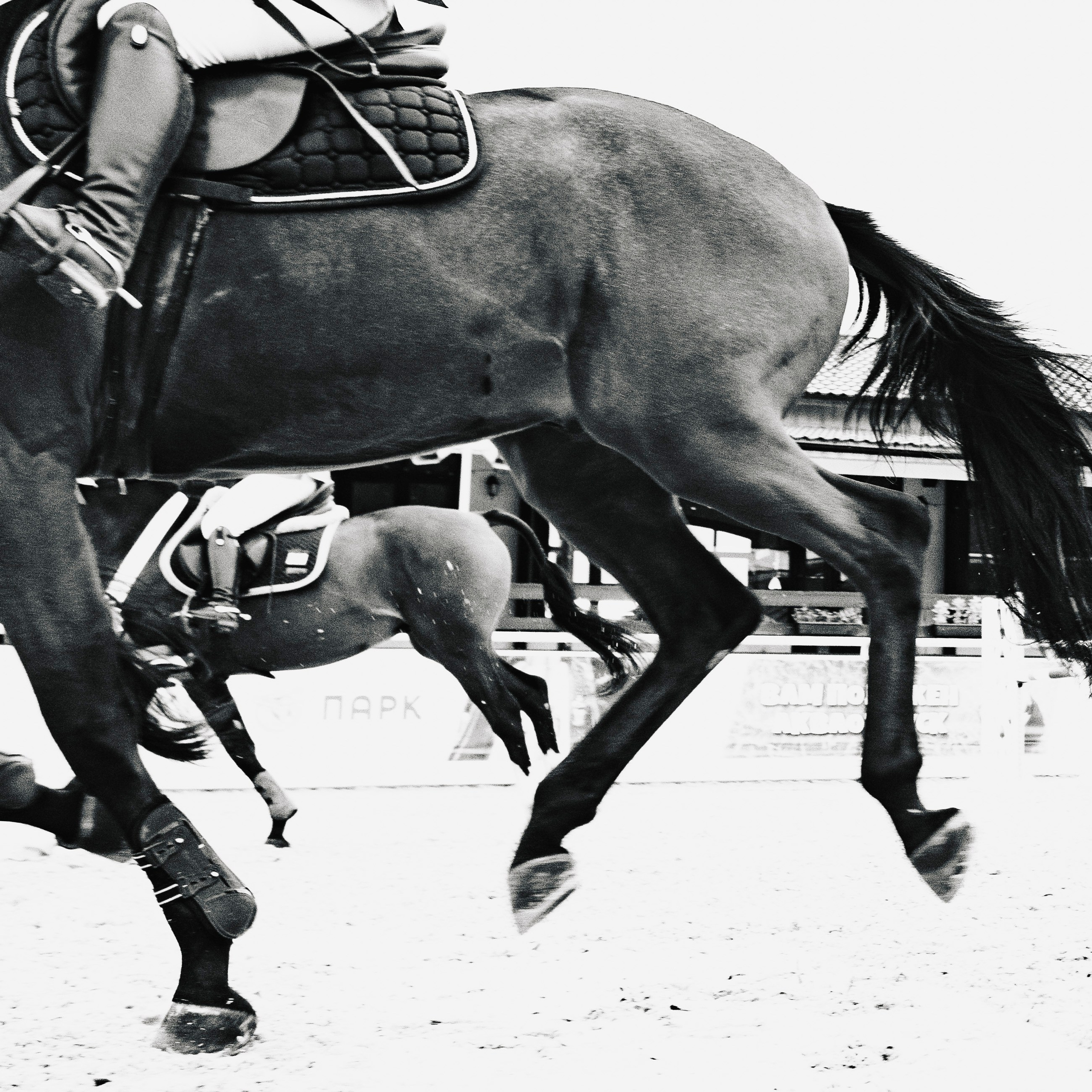 Фотографии с турниров. Конный фотограф Дарья Полянина