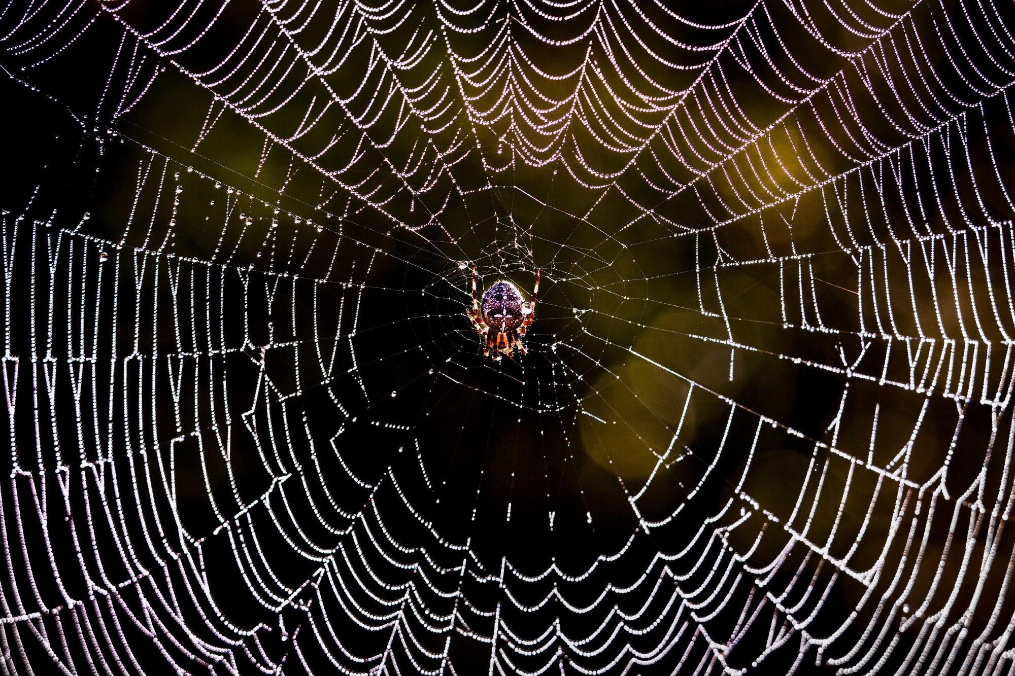 свадебный фотограф Геленджик