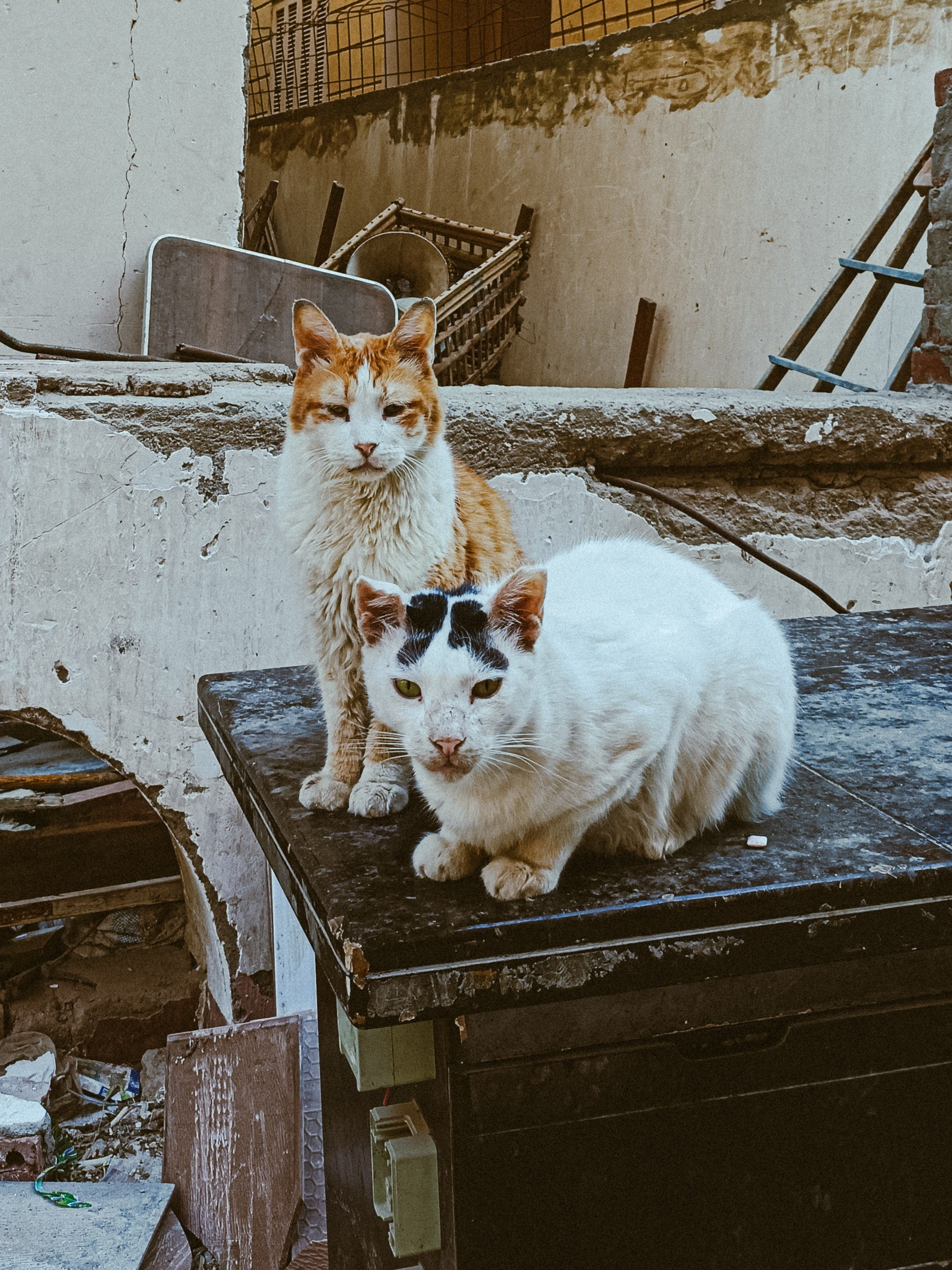 Мобильная. Jorgis — фотограф в Хургаде / обучение фотографии