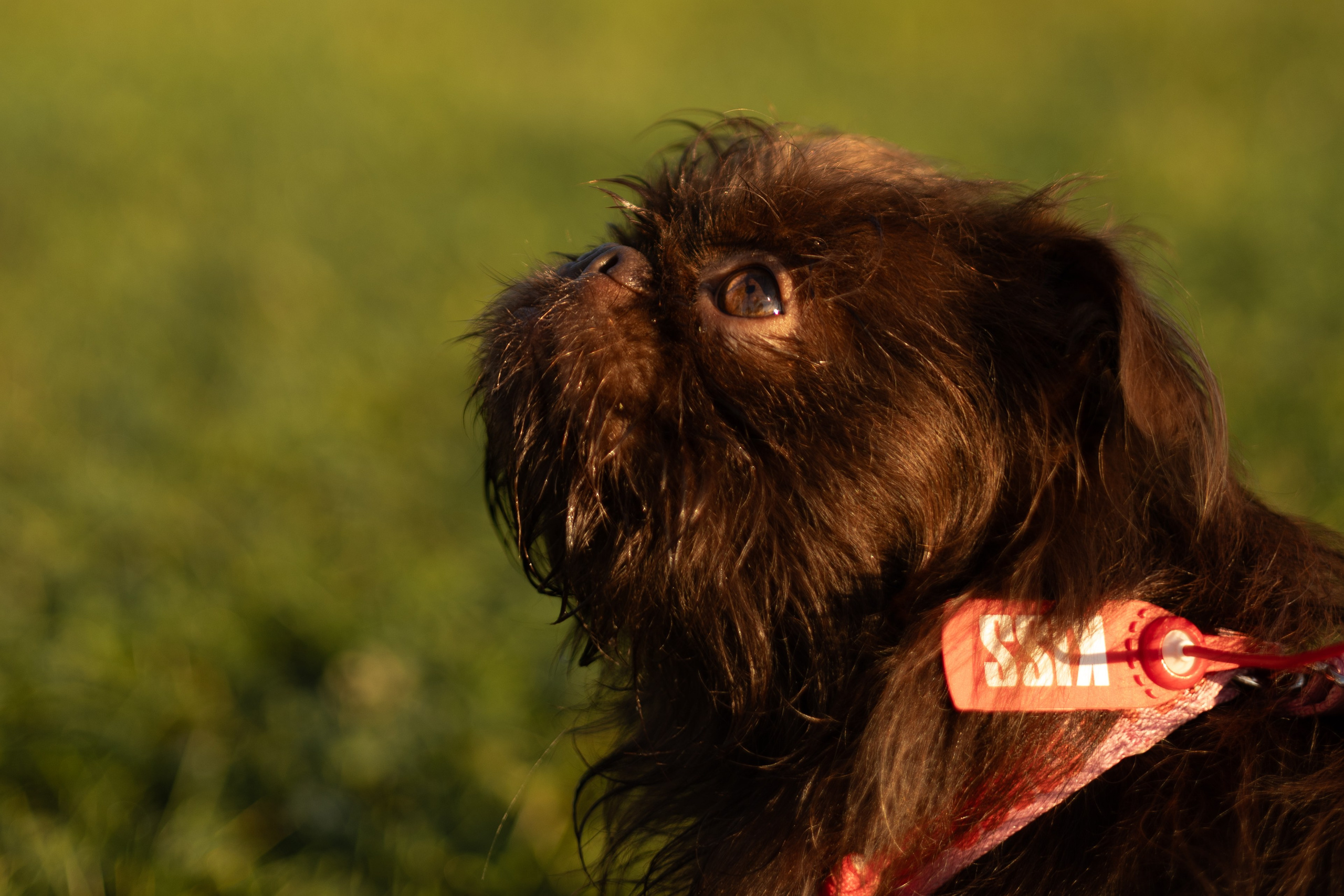 Наталья и Оззи. Фотограф животных Евгения Верцинская