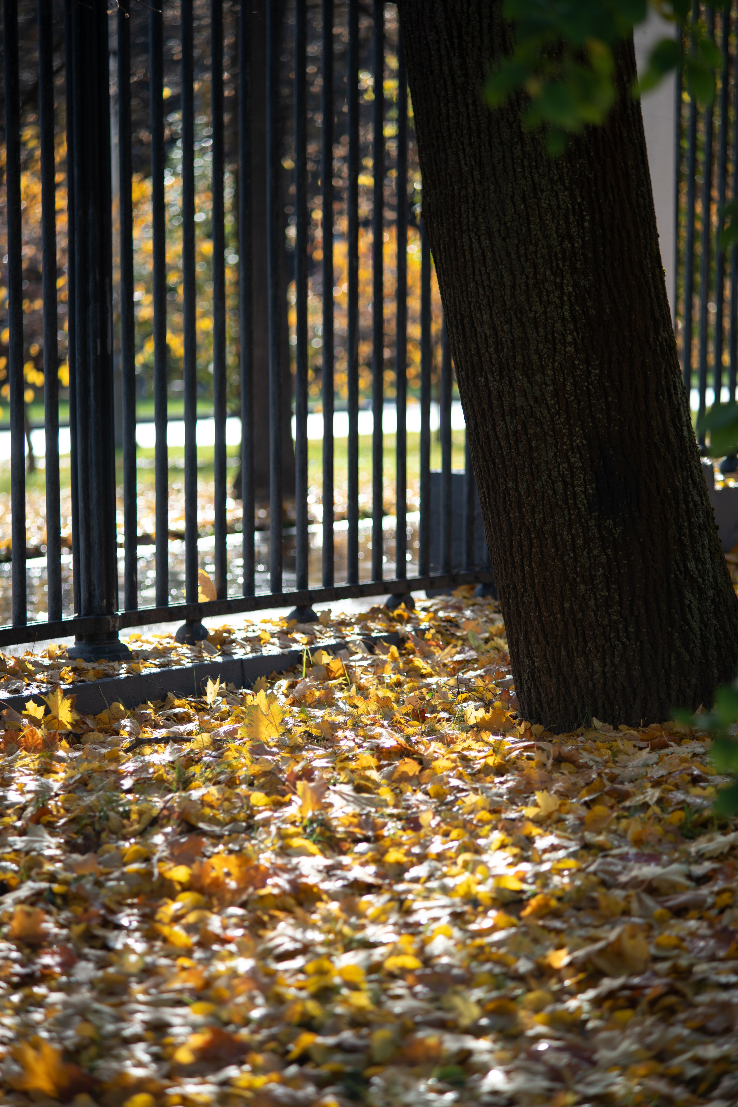 20251012 МГУ. Дмитрий Ремизов. Фотография, как хобби