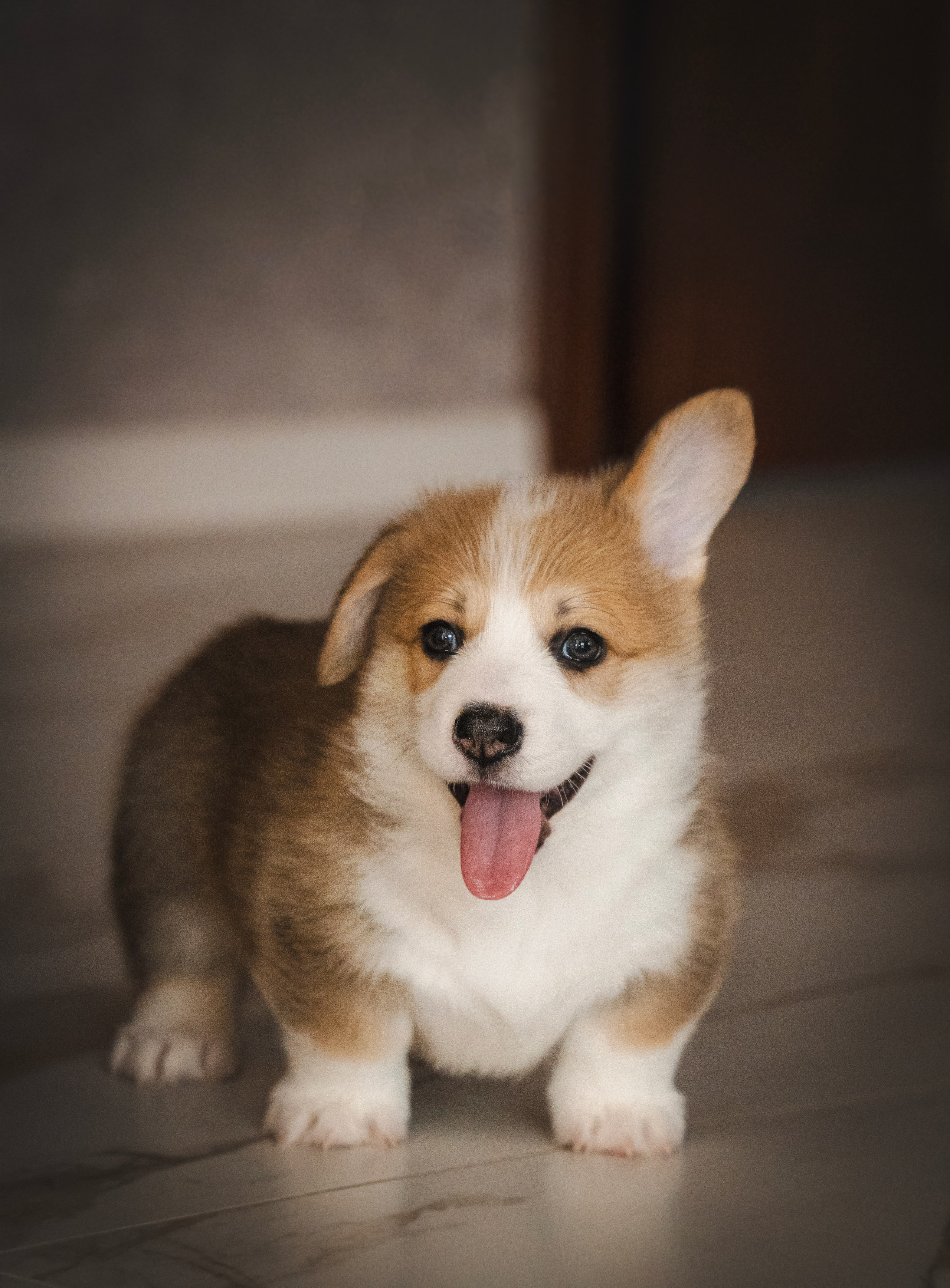 Щенки. Семейный фотограф анималист г. Находка