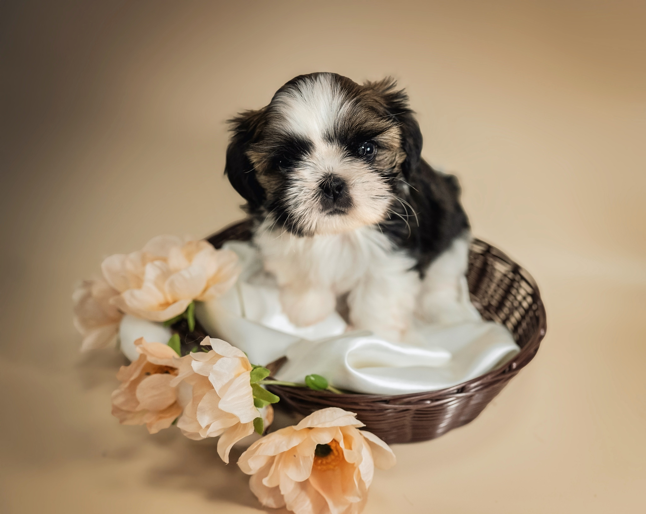 Щенки. Семейный фотограф анималист г. Находка