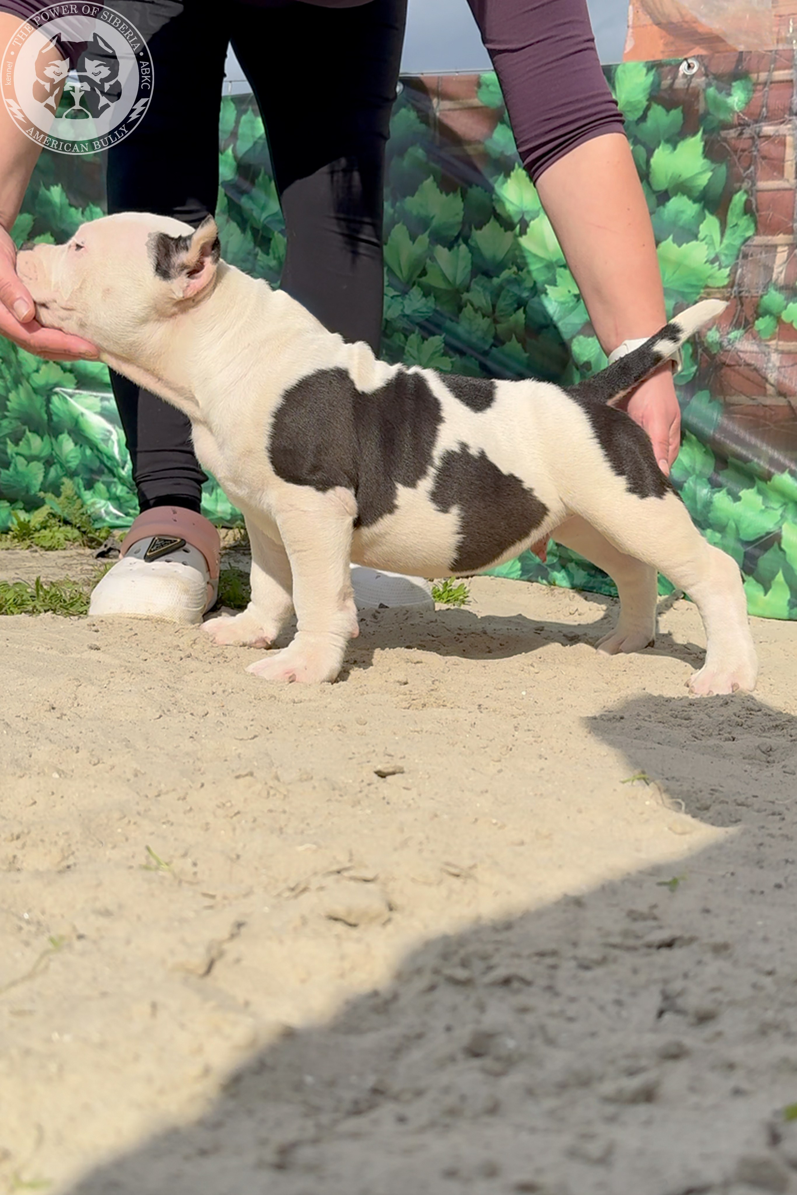 Свободные щенки Американский Булли, в типах покет, классик, стандарт. Американский Булли в г. Ростов-на-Дону. Питомник THE POWER OF SIBERIA