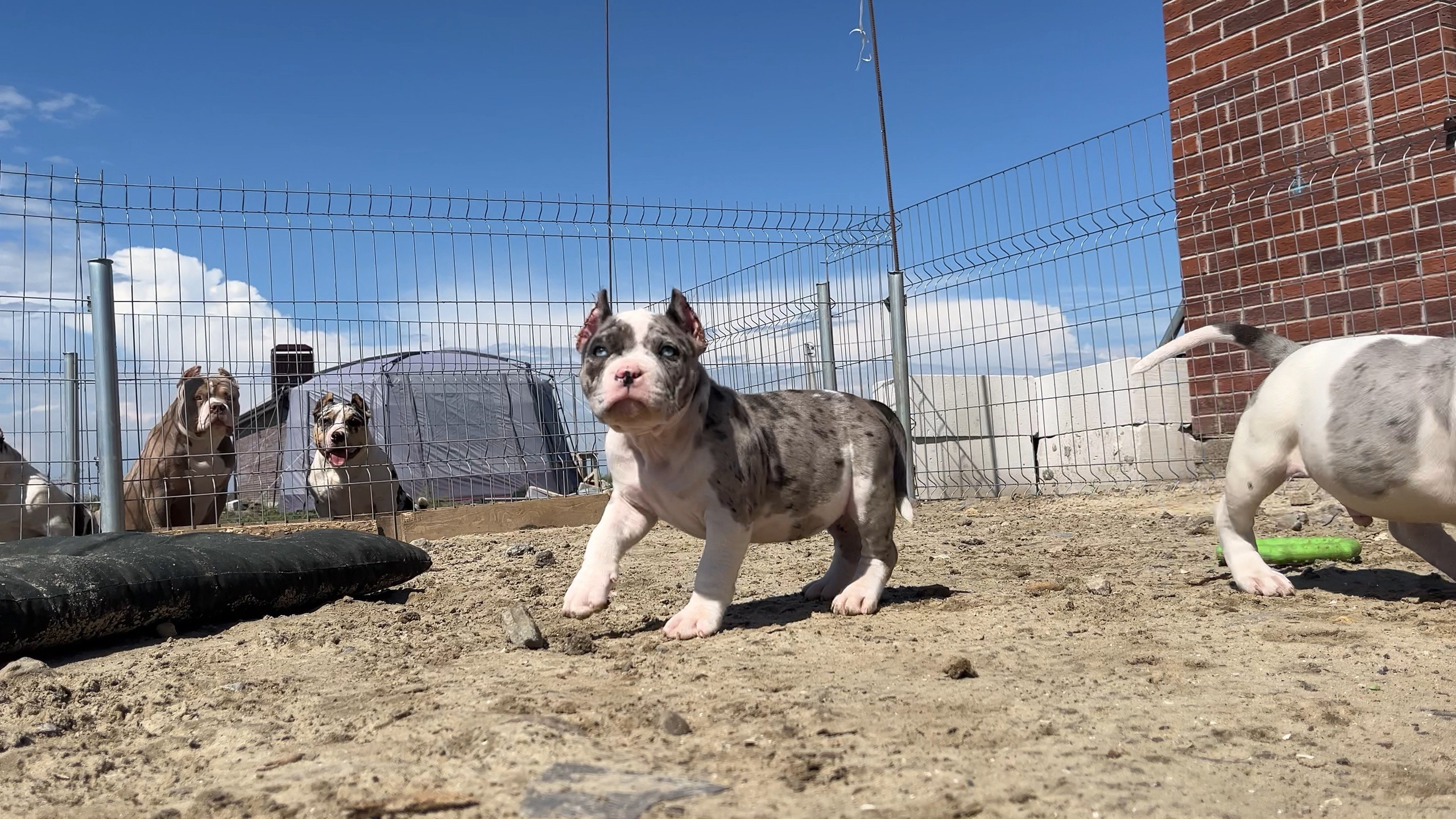 Фотографии Керри Американского булли Классик в возрасте 4 мес. Американский Булли в г. Ростов-на-Дону. Питомник THE POWER OF SIBERIA