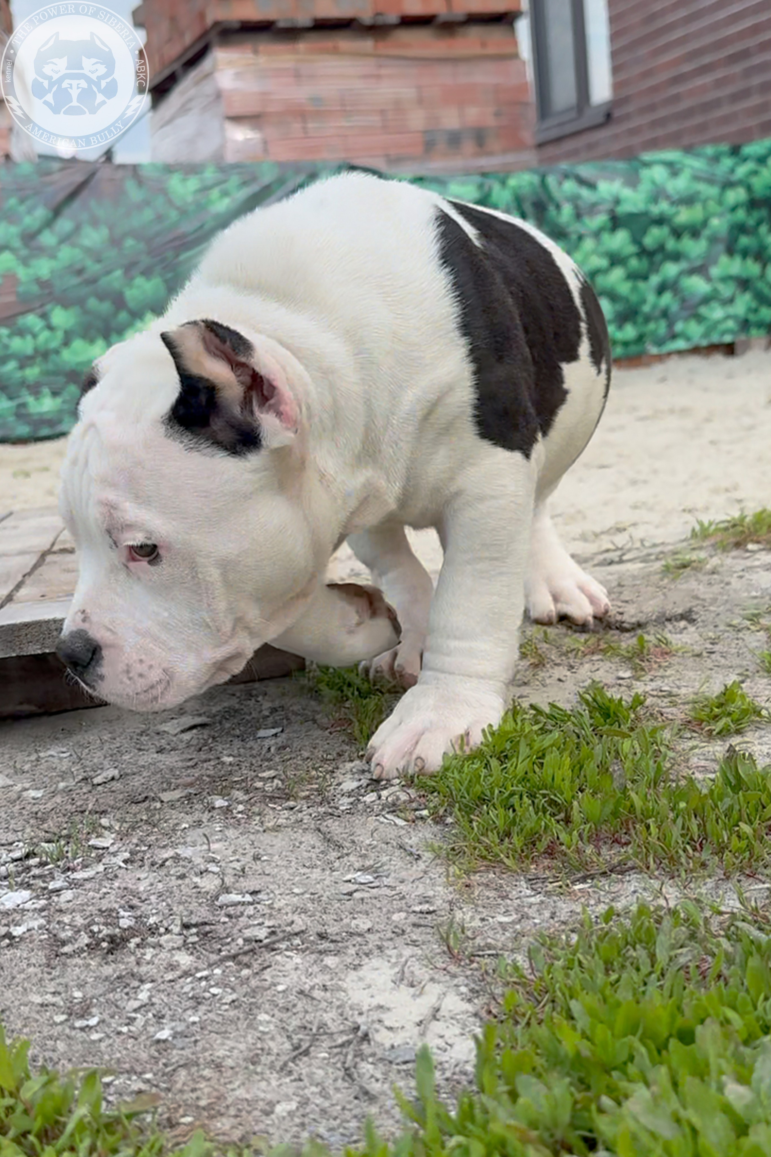 Свободные щенки Американский Булли, в типах покет, классик, стандарт. Американский Булли в г. Ростов-на-Дону. Питомник THE POWER OF SIBERIA