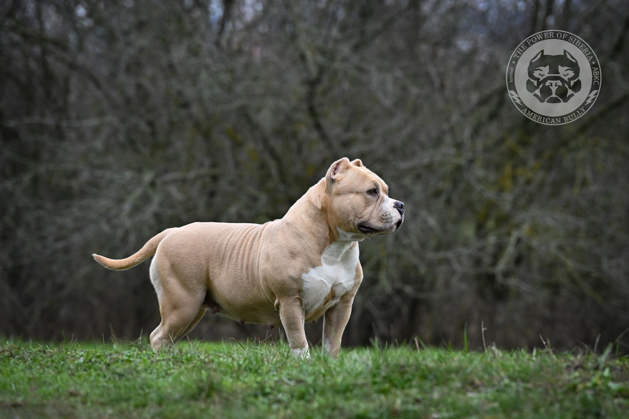 Декабрь 2025. Американский Булли в г. Ростов-на-Дону. Питомник THE POWER OF SIBERIA