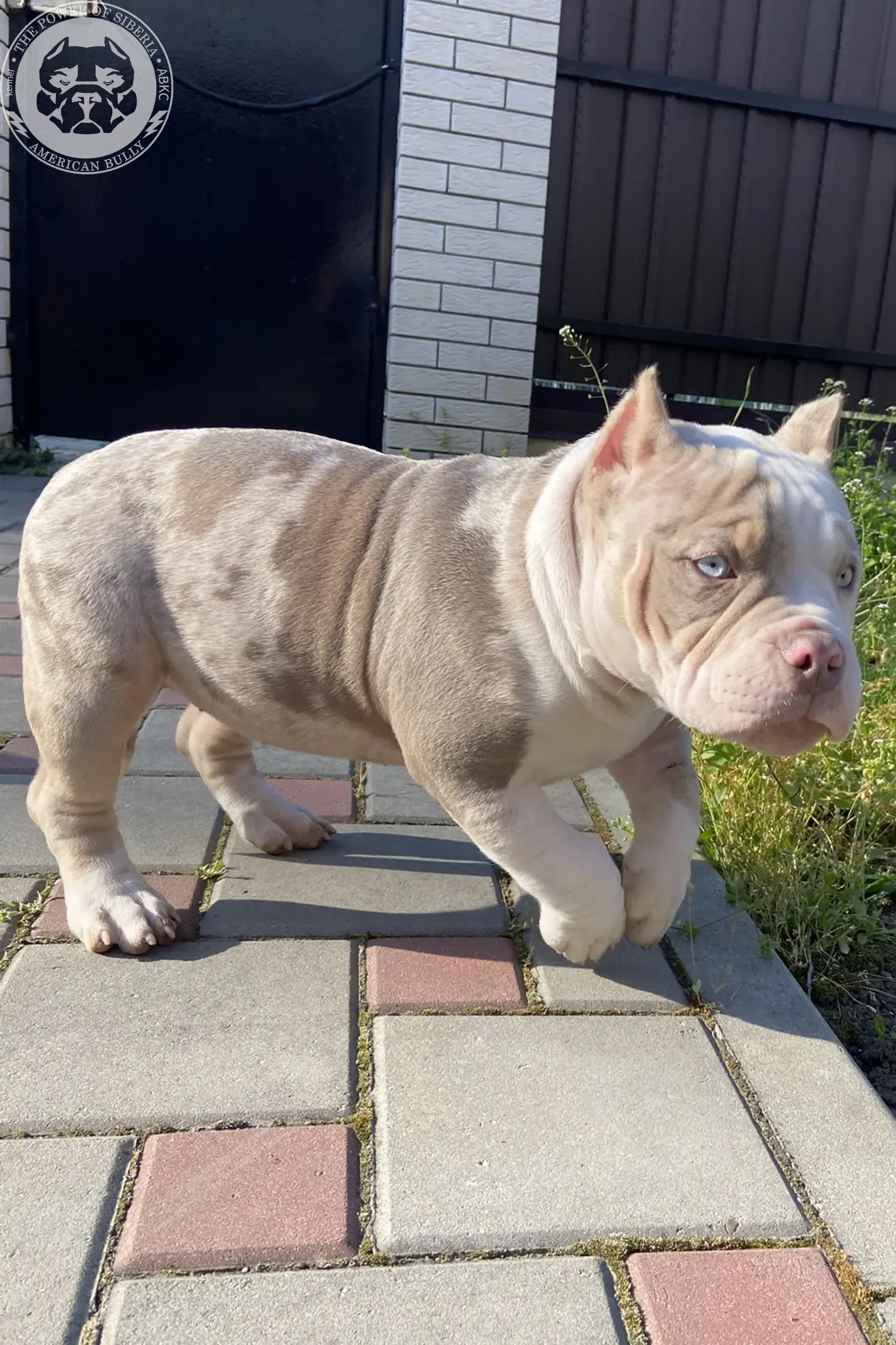 Свободные щенки Американский Булли, в типах покет, классик, стандарт. Американский Булли в г. Ростов-на-Дону. Питомник THE POWER OF SIBERIA
