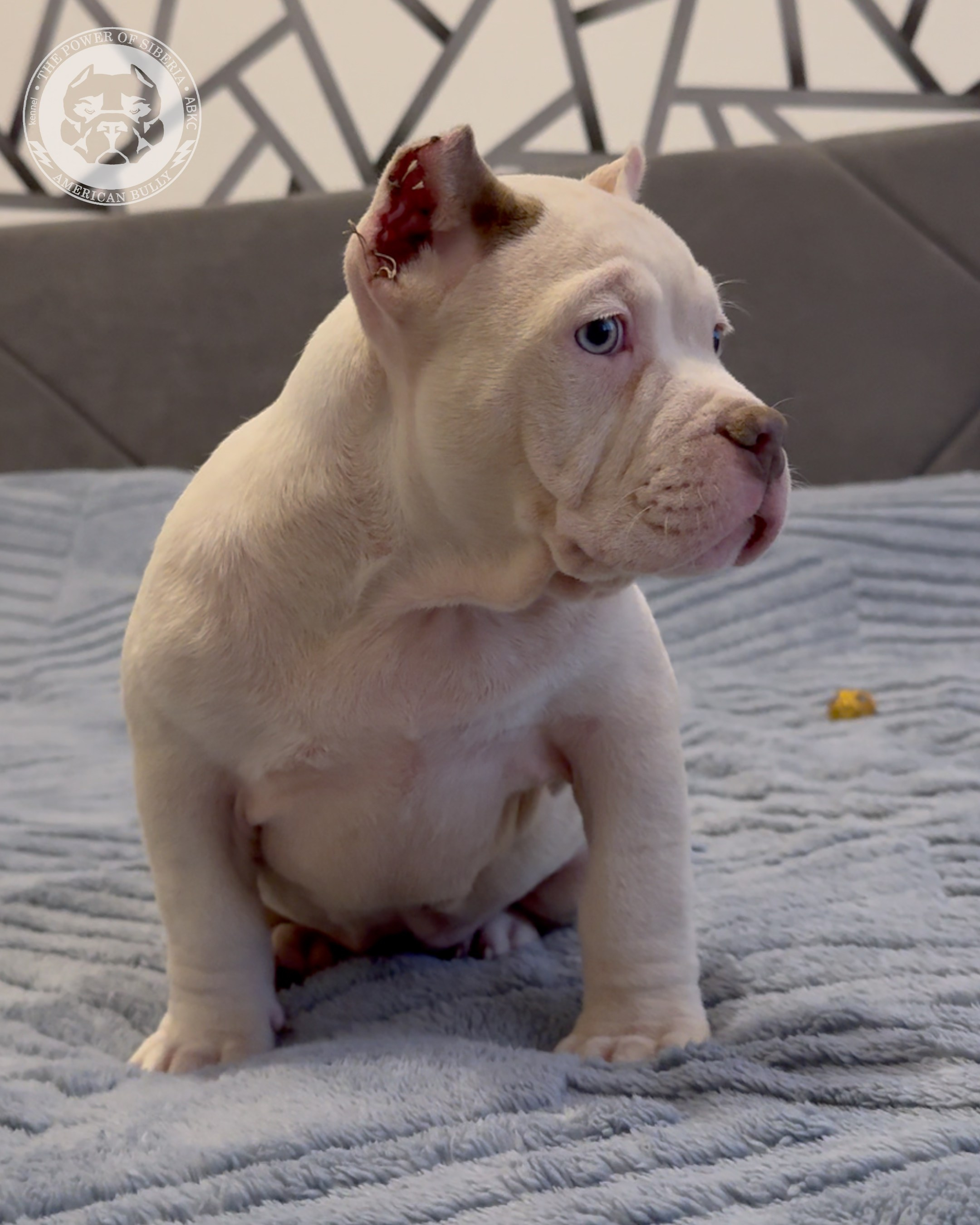 29.12.25-Терри-Локо. Американский Булли в г. Ростов-на-Дону. Питомник THE POWER OF SIBERIA