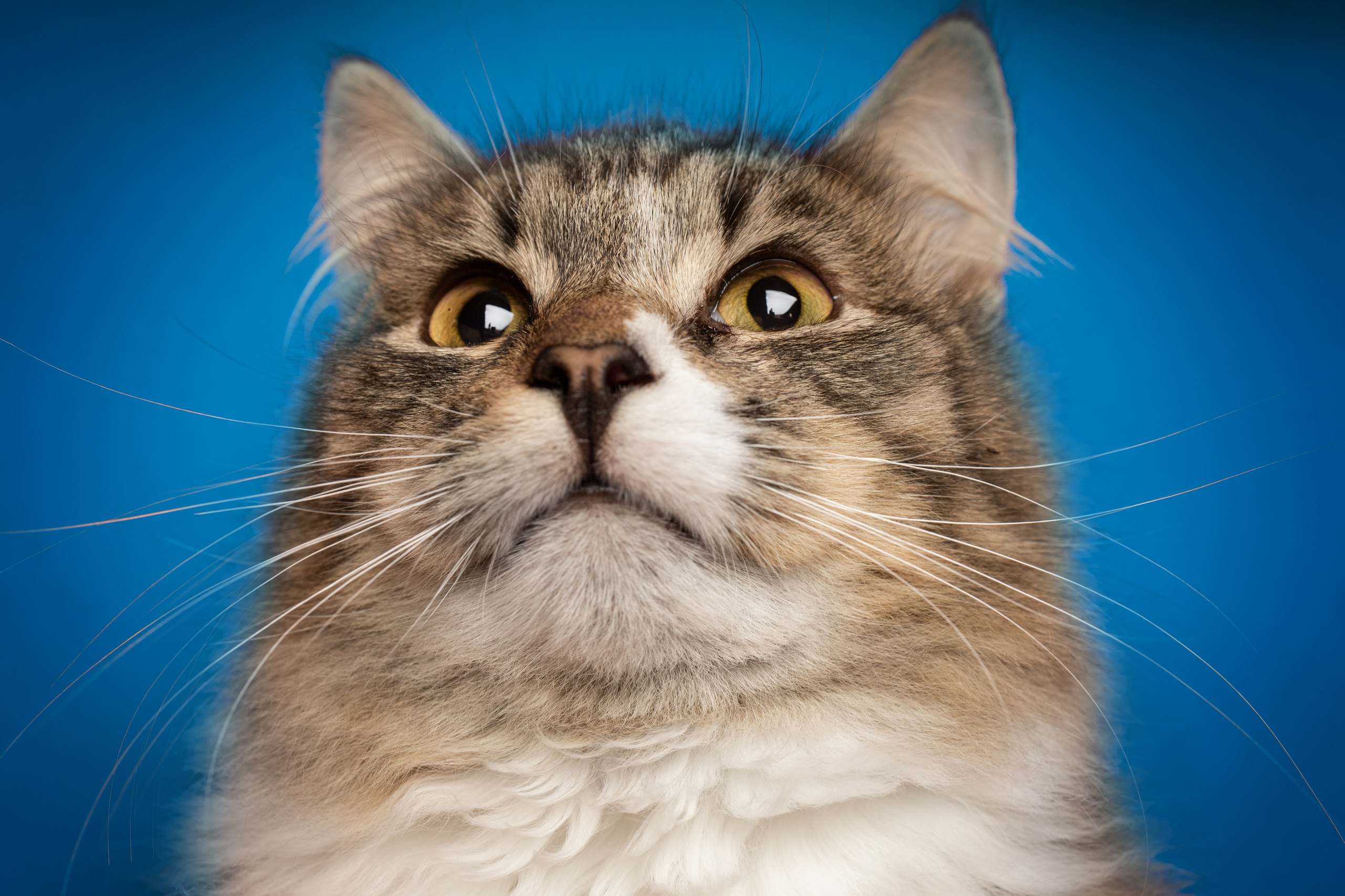 Коты. Фотограф Демид Никитин. г. Дубна, Москва