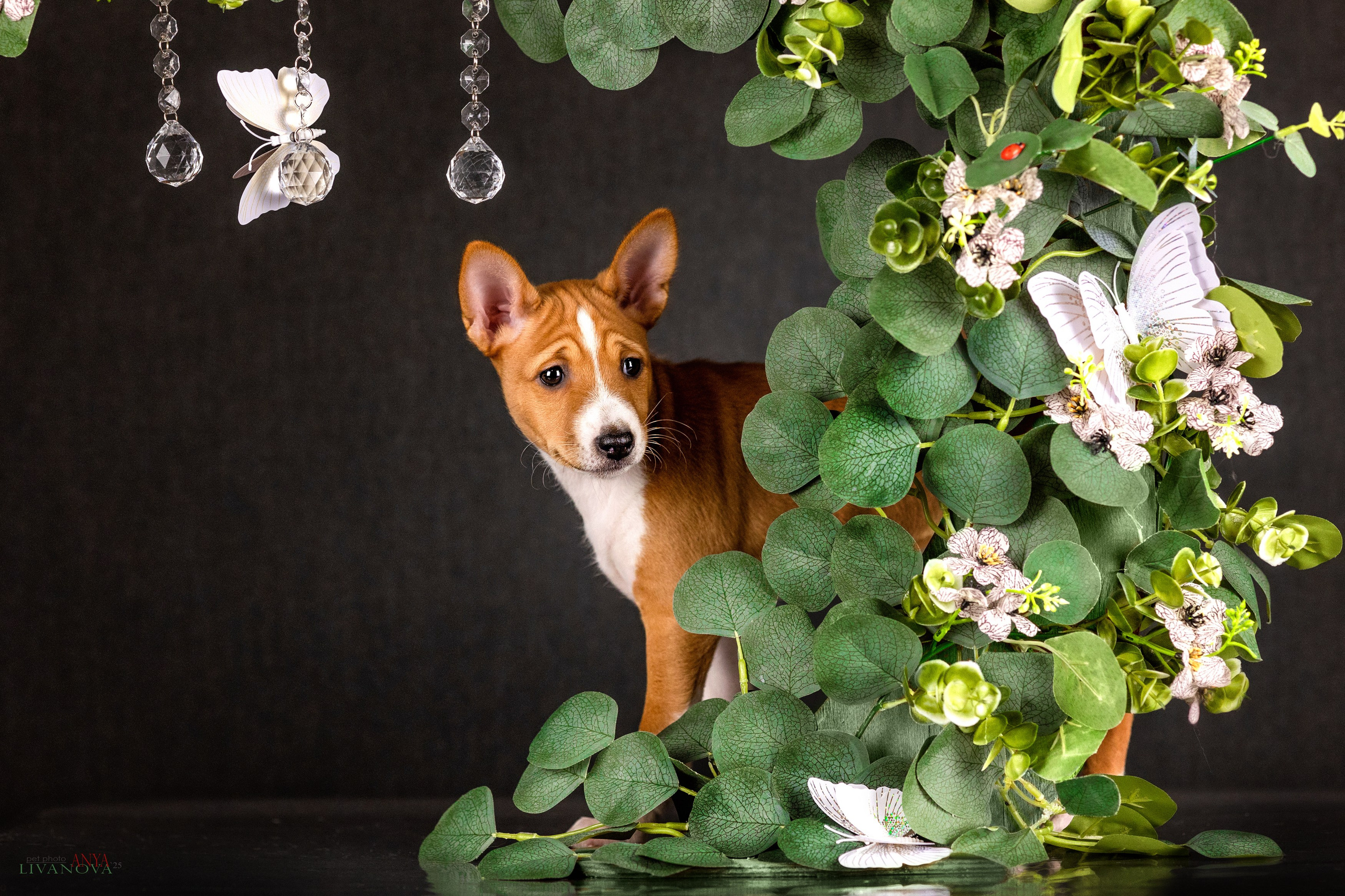 Басенджи. Фотограф анималист Аня Ливанова | Рыбинск