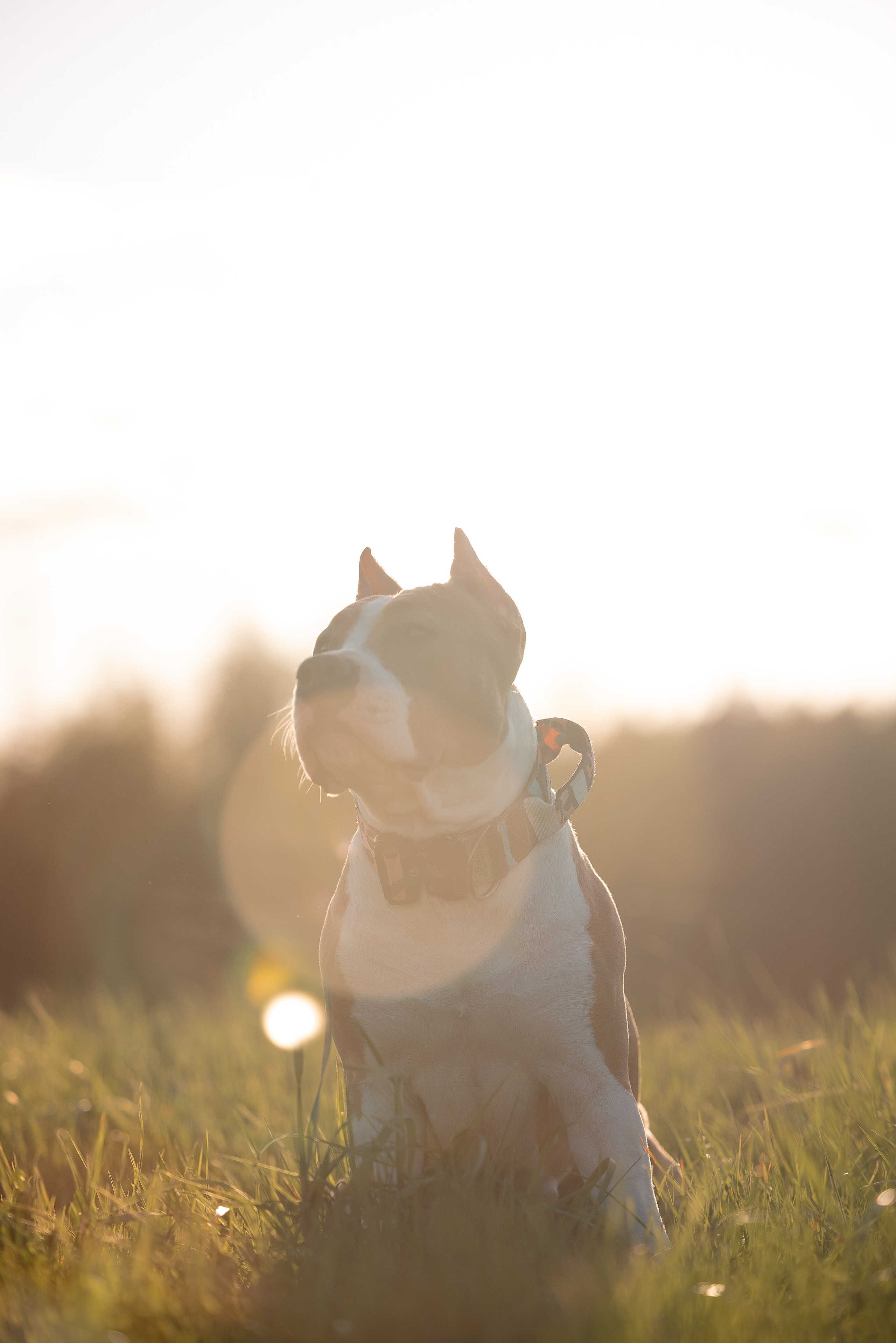 Шуня и ее семья. Фотограф и видеограф анималист Аганина Дарья
