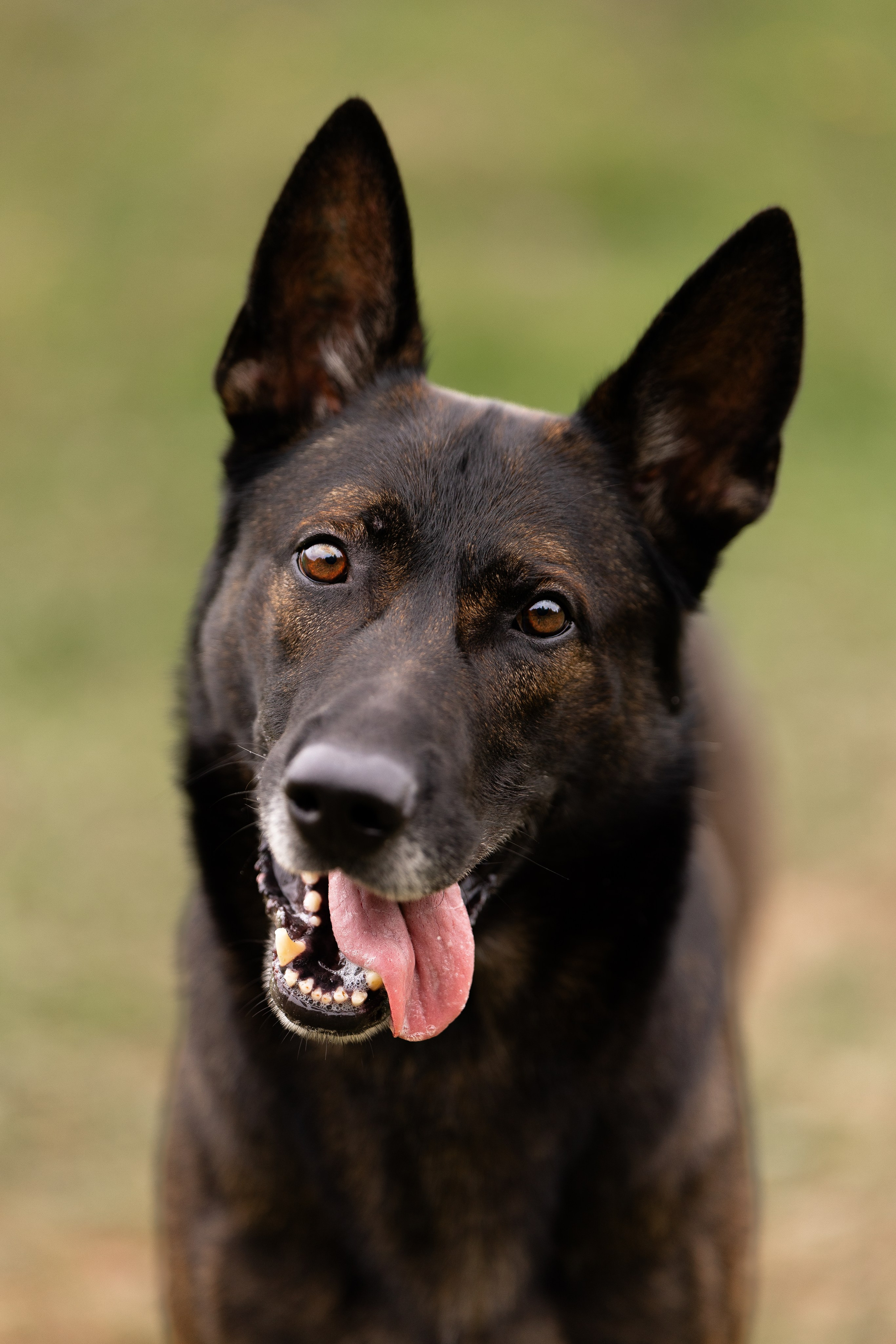 Макс. Фотограф и видеограф анималист Аганина Дарья