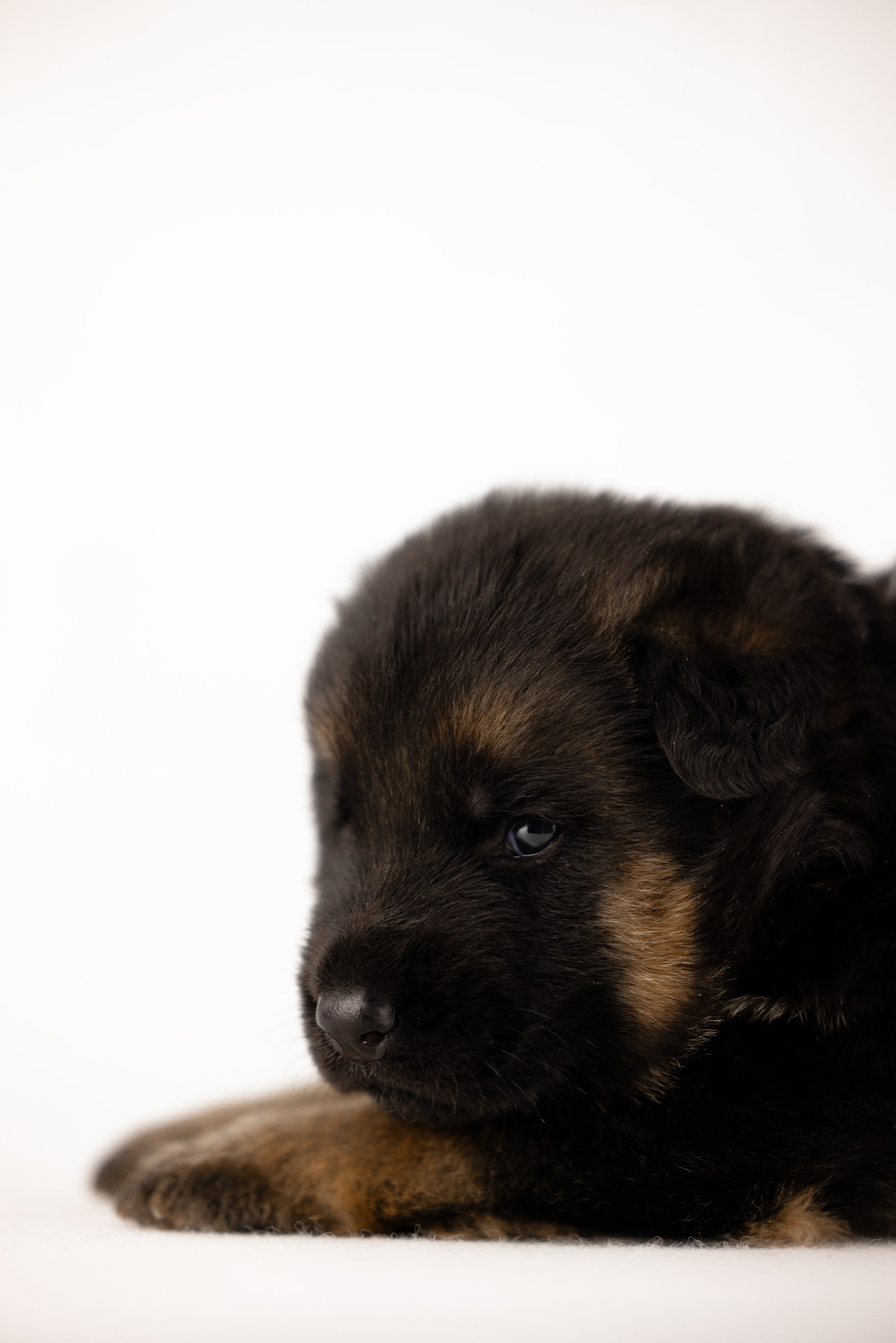 Немецкая овчарка. Фотограф и видеограф анималист Аганина Дарья